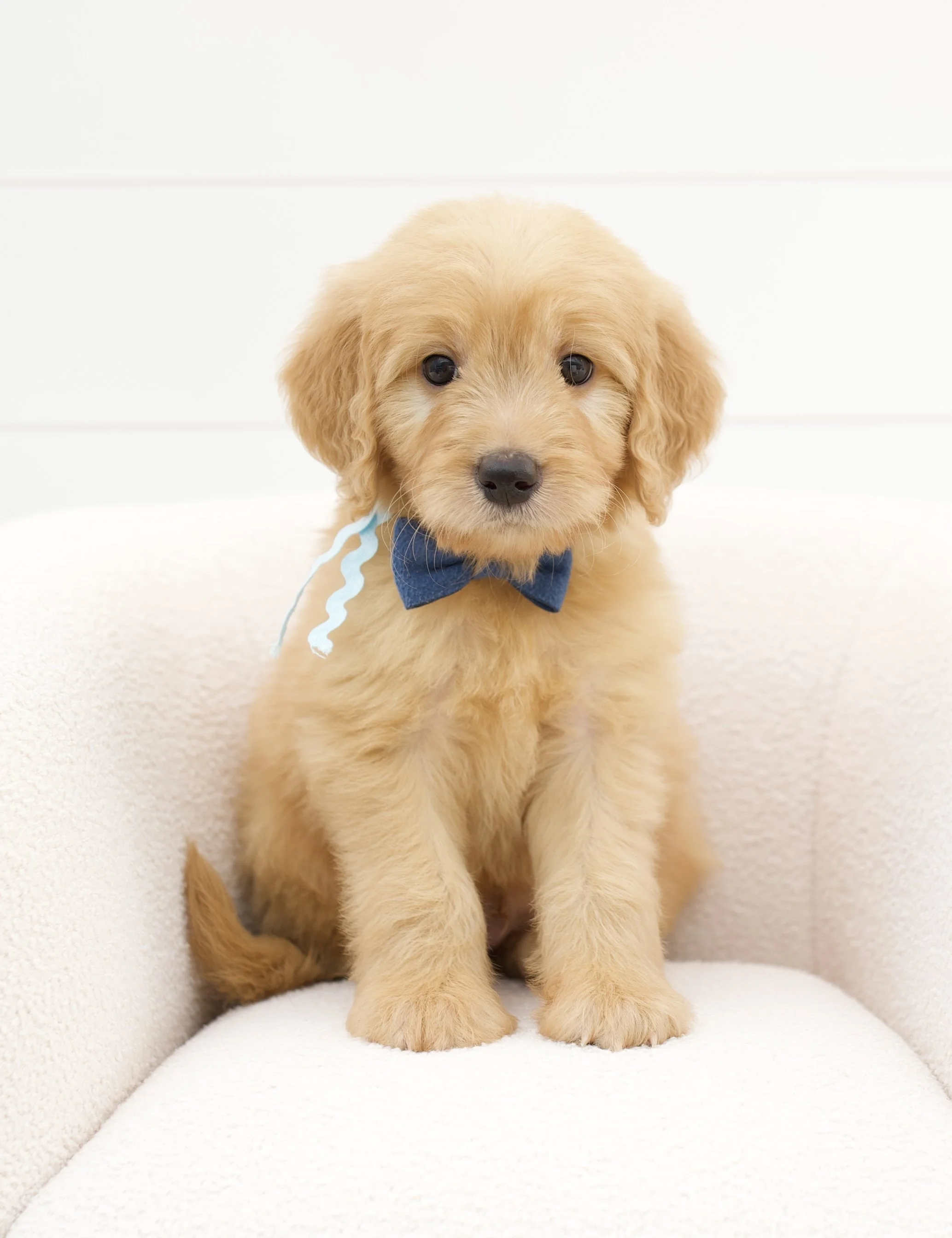 light blue ribbon - week 7