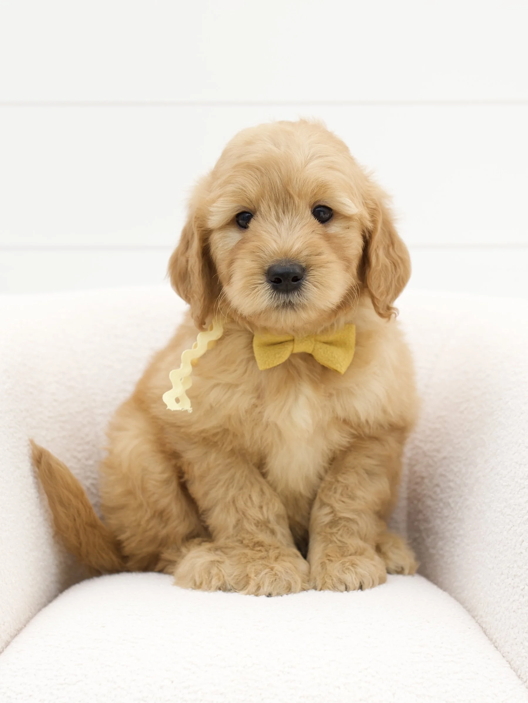 yellow ribbon - week 7
