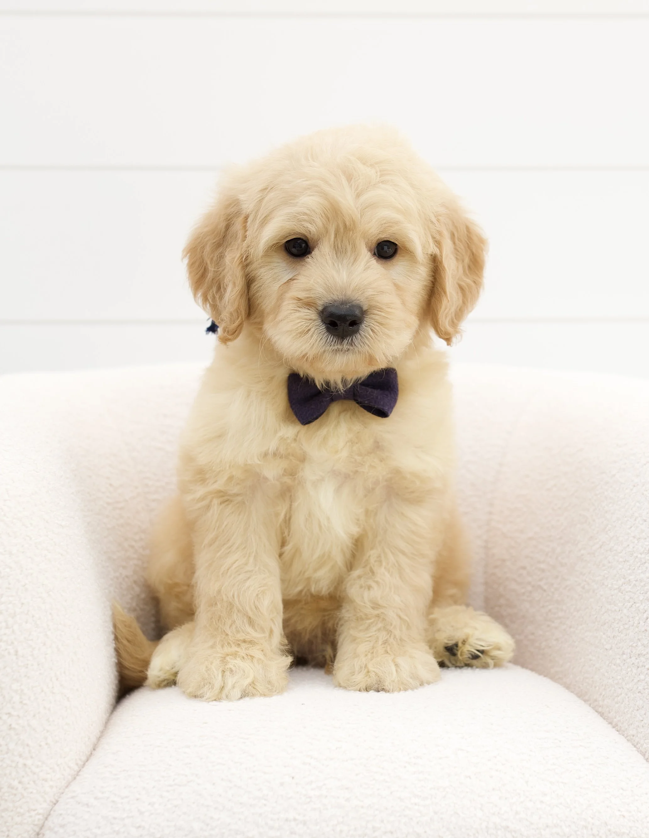 dark blue ribbon - week 7