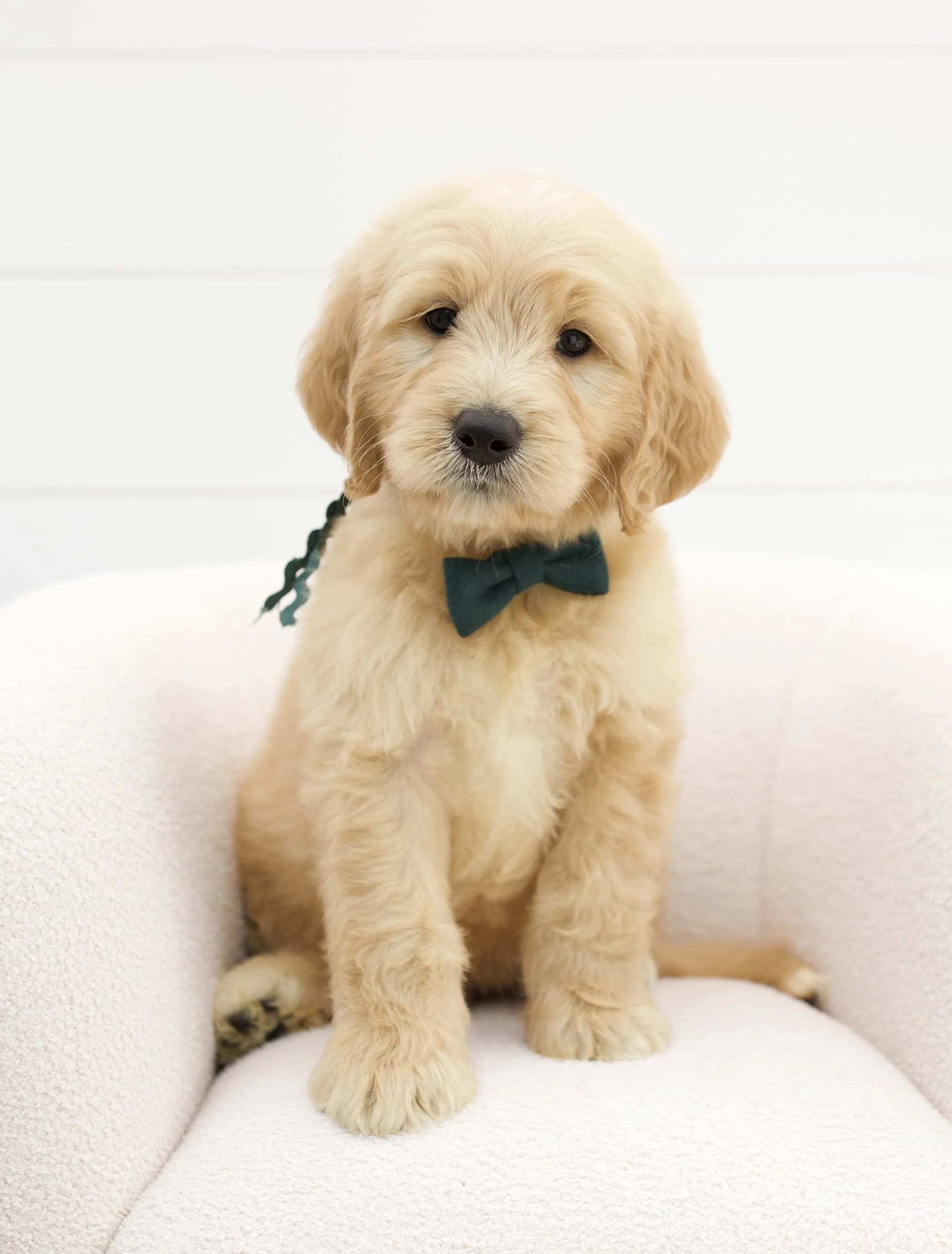 sea green ribbon - week 7