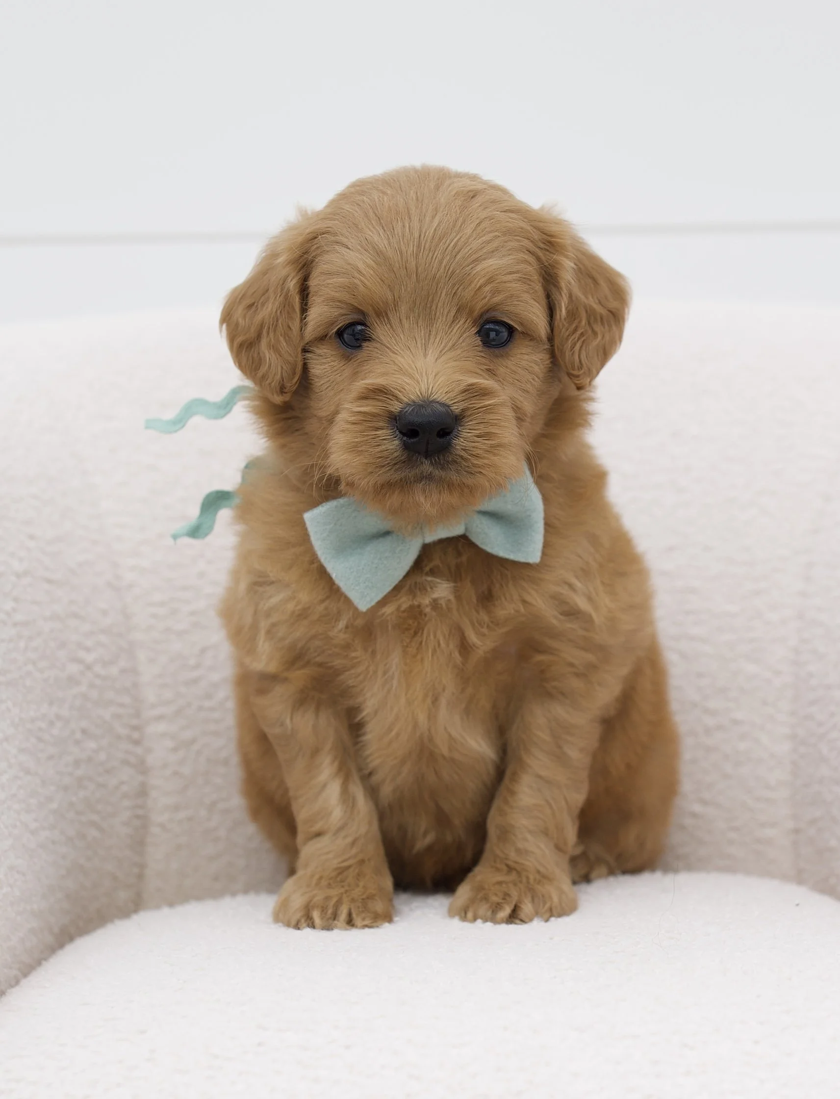 mint ribbon - week 5