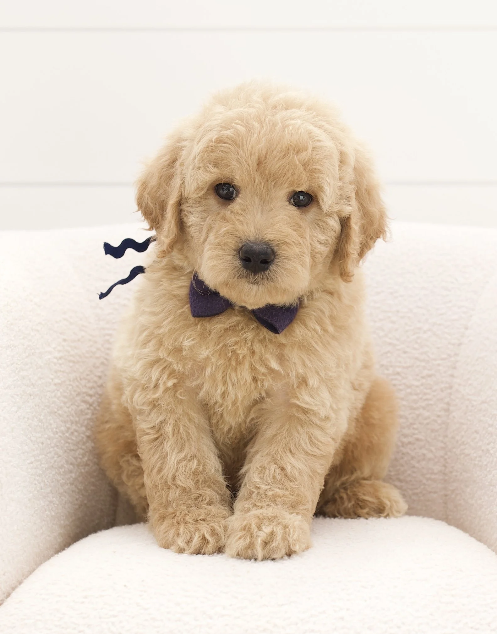 dark blue ribbon - week 7