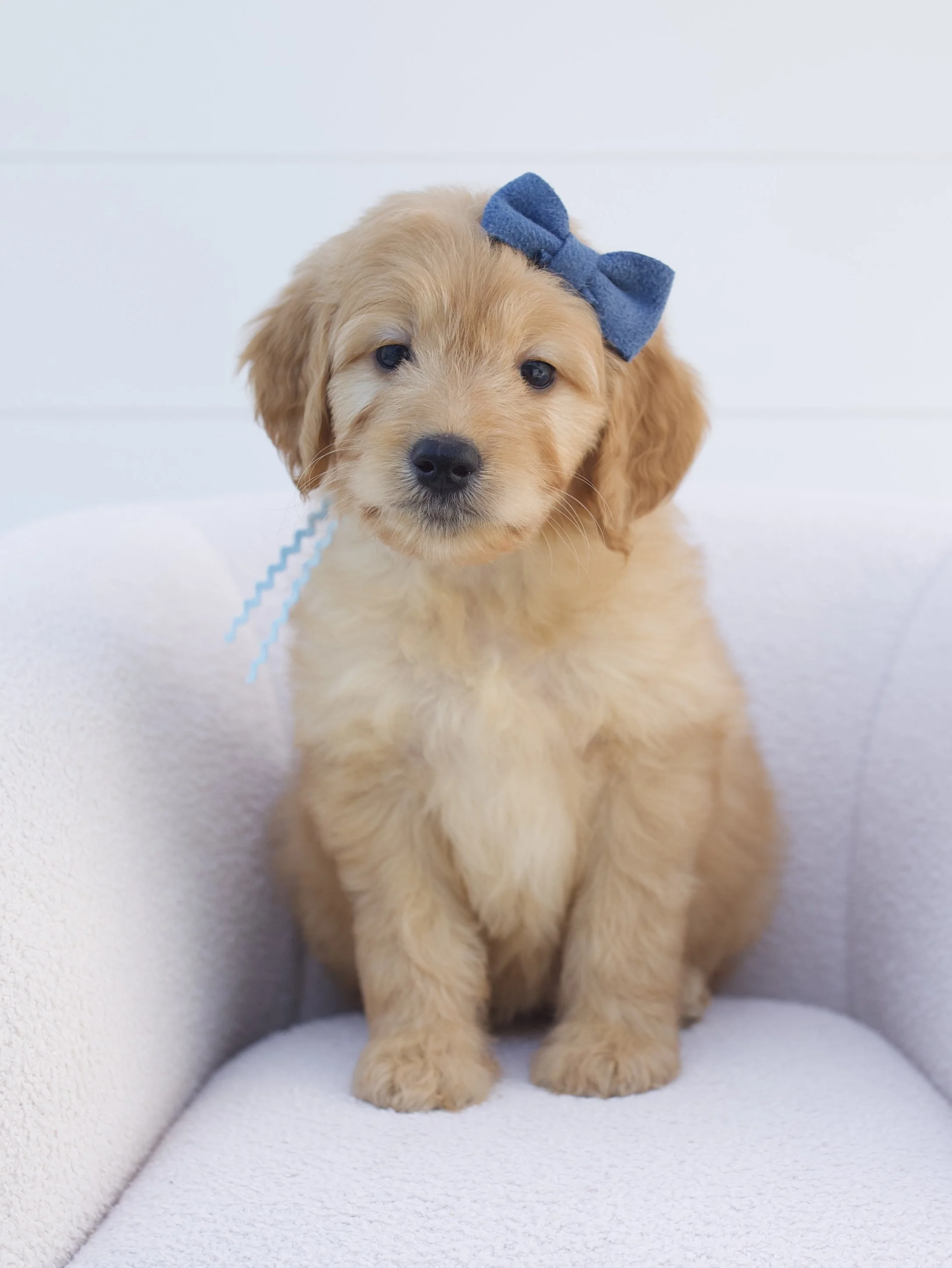 light blue ribbon - week 7