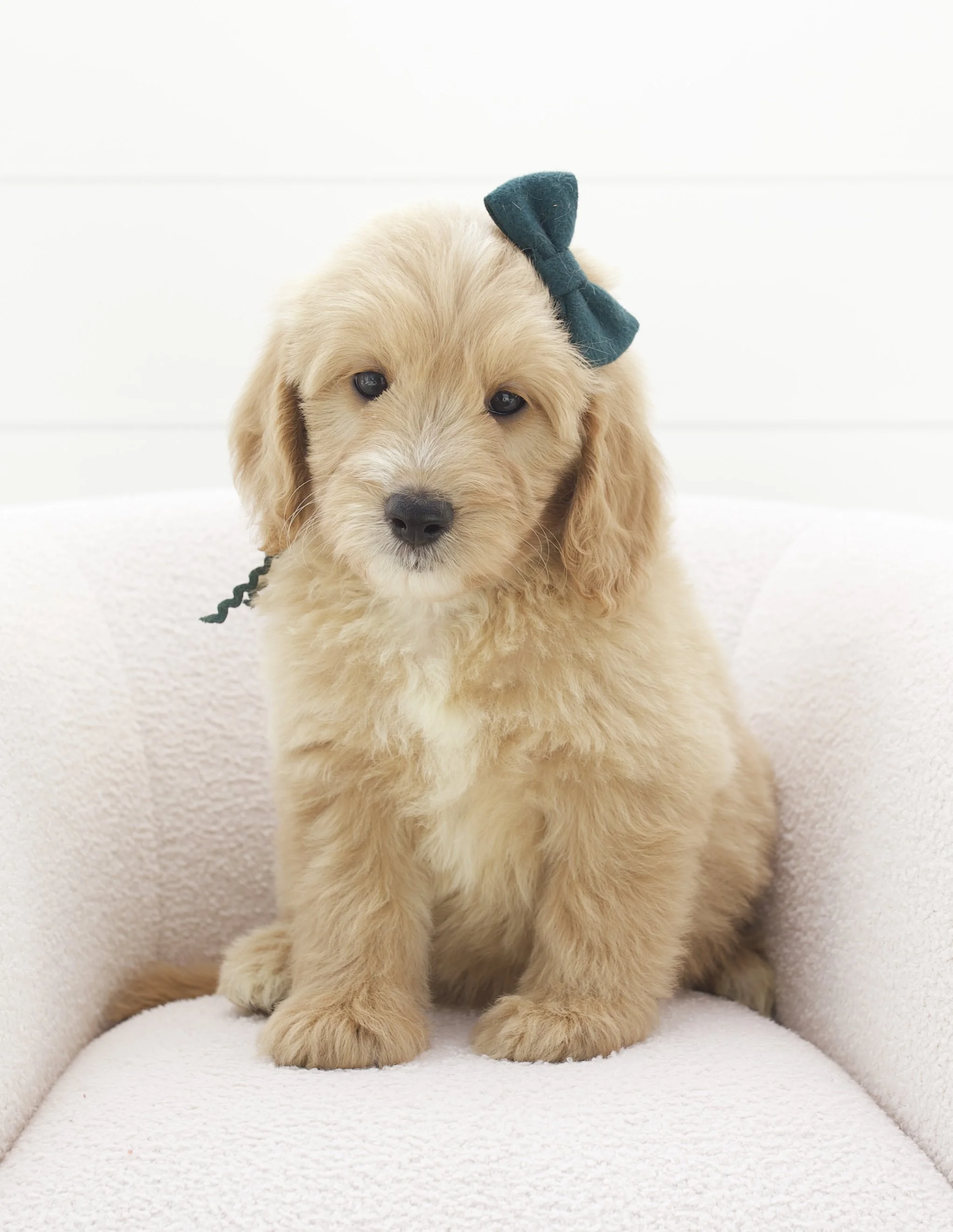 sea green ribbon - week 7