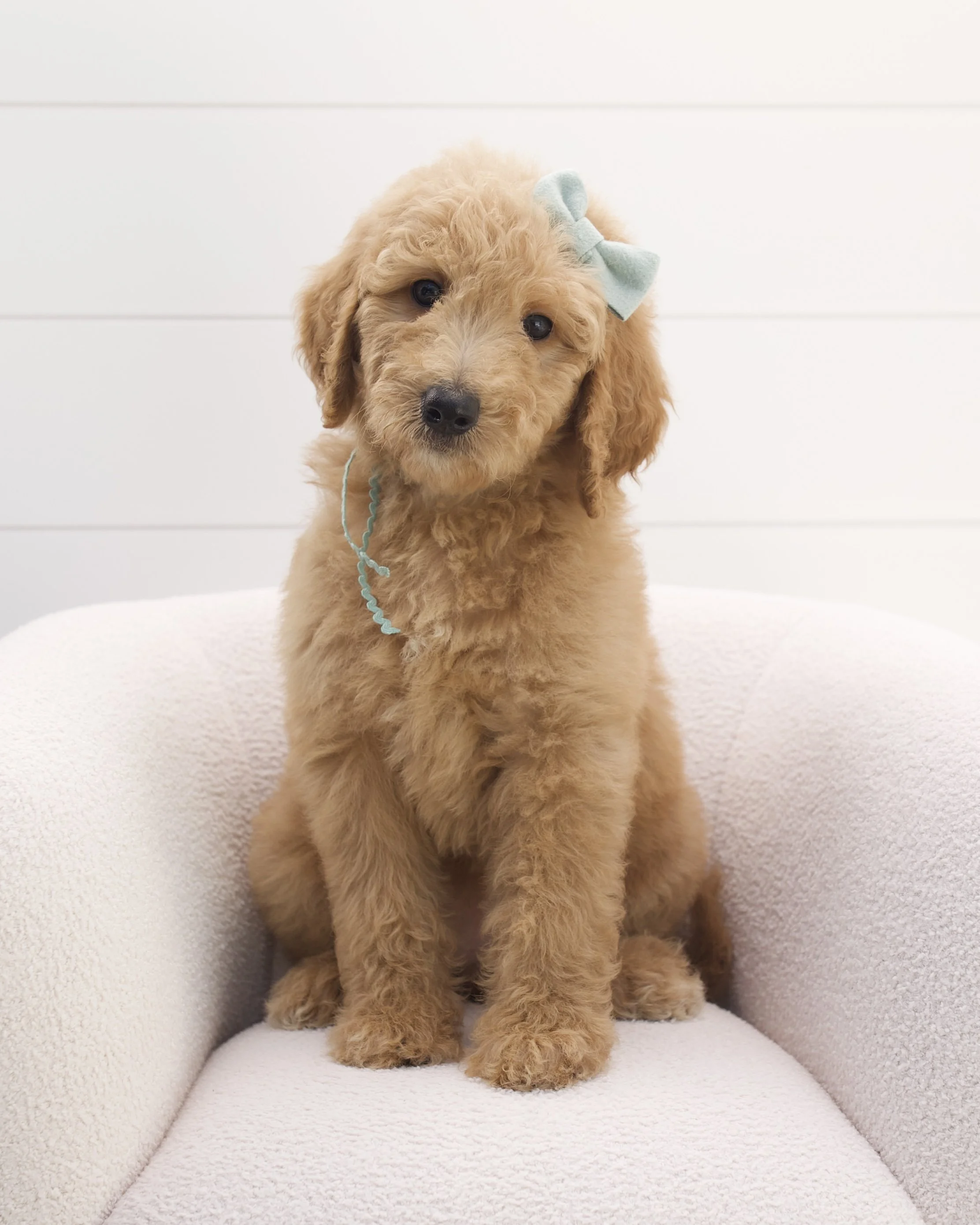 mint ribbon - week 7