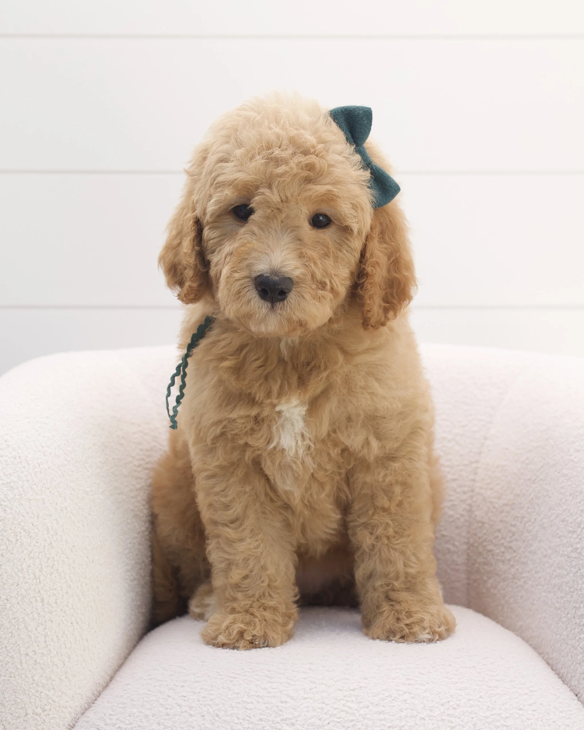 sea green ribbon - week 7