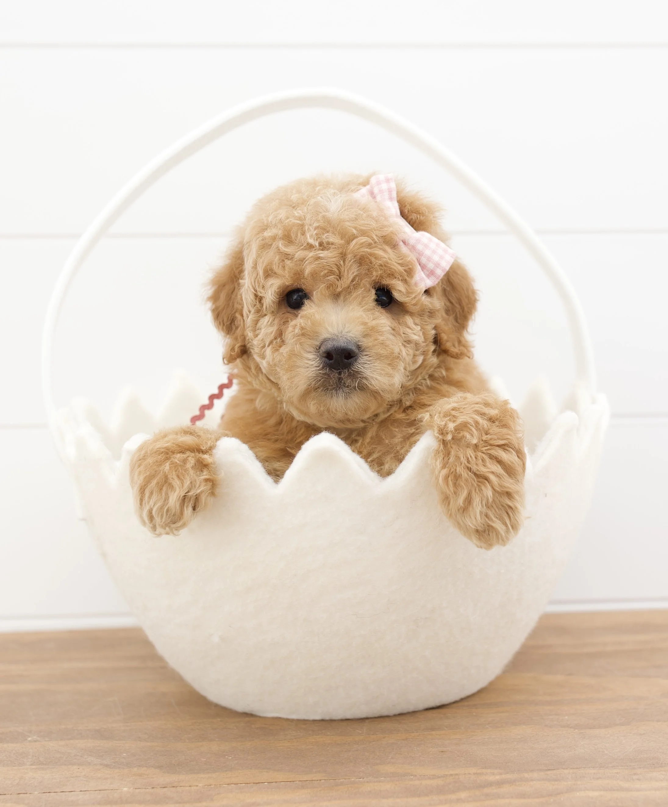 English Toy Goldendoodles — The Paw Pad Doodles