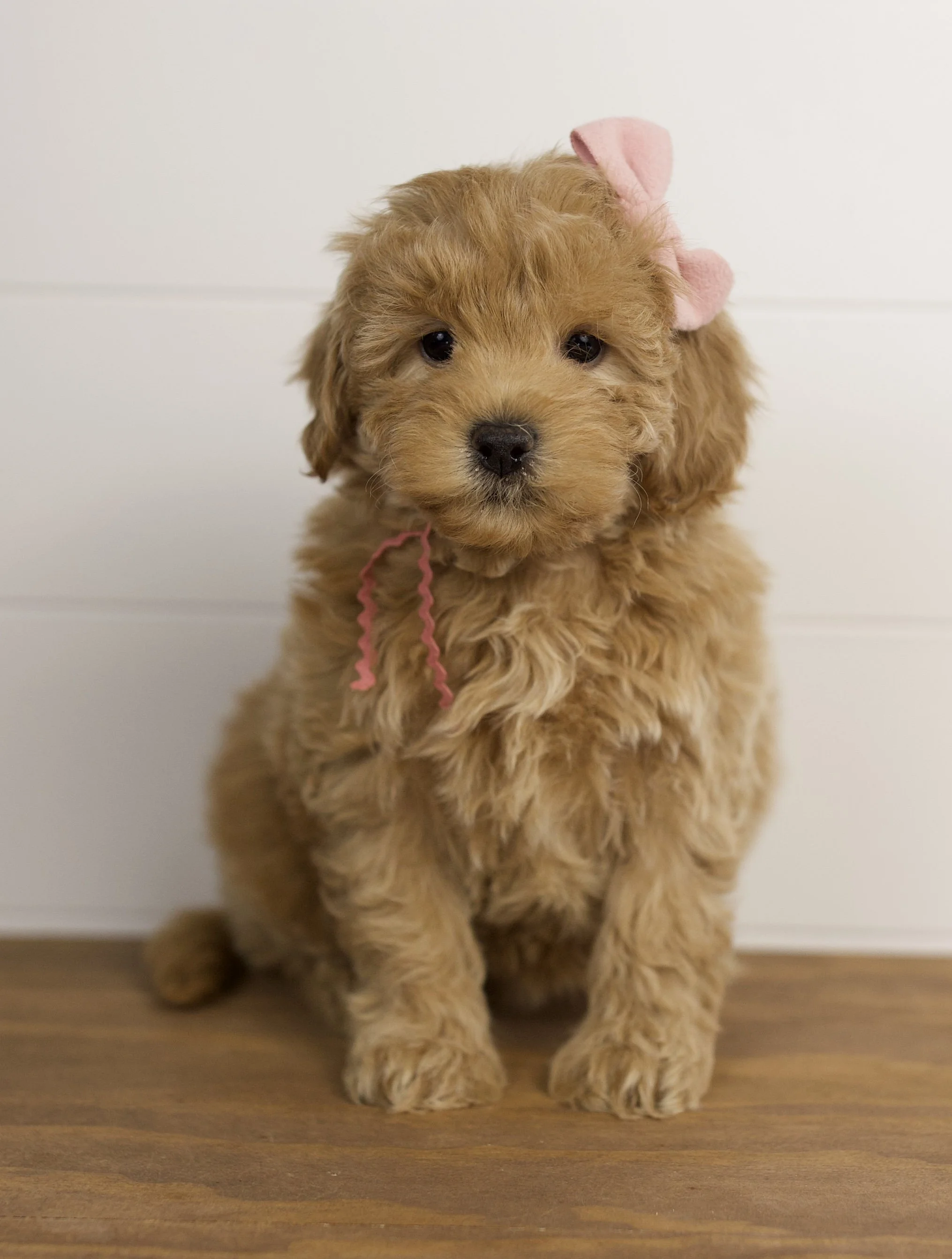 English Toy Goldendoodles — The Paw Pad Doodles