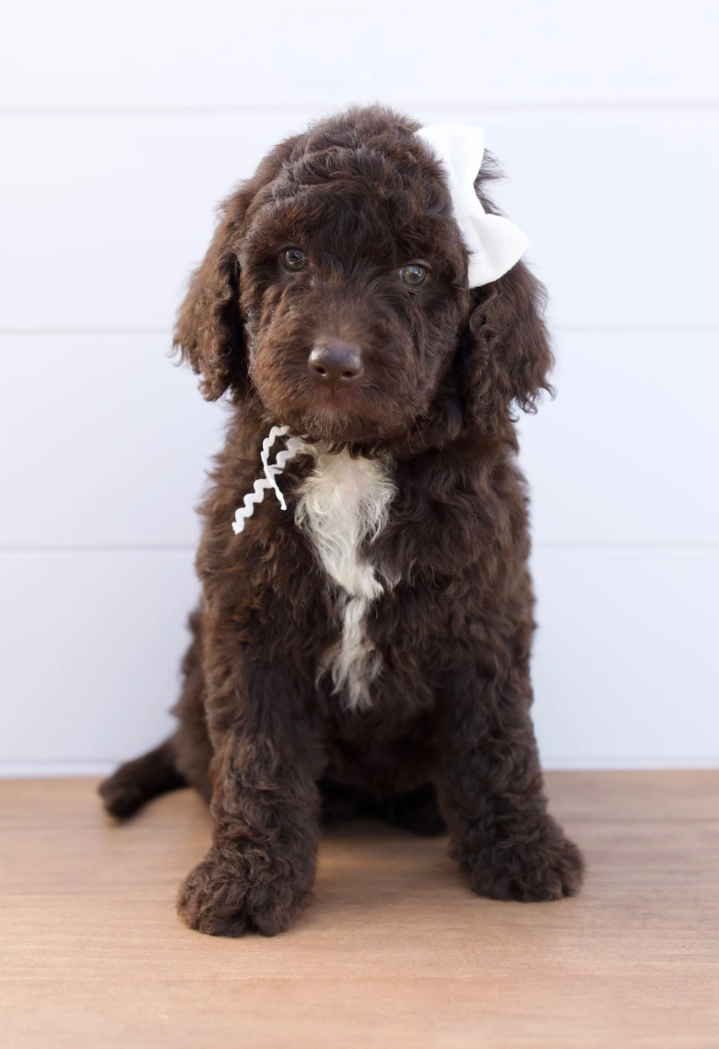 English Medium Goldendoodles — The Paw Pad Doodles