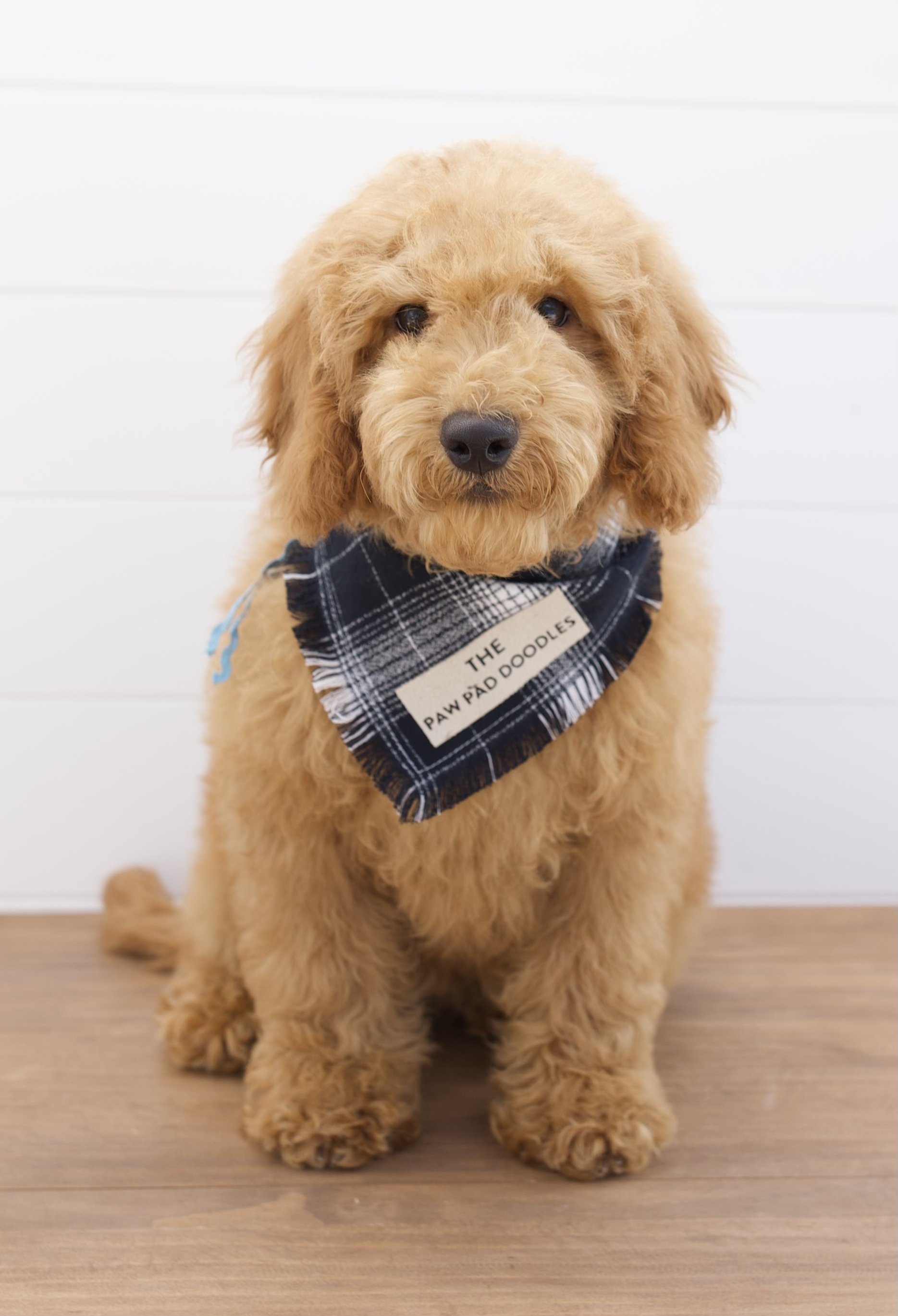 English Toy Goldendoodles — The Paw Pad Doodles