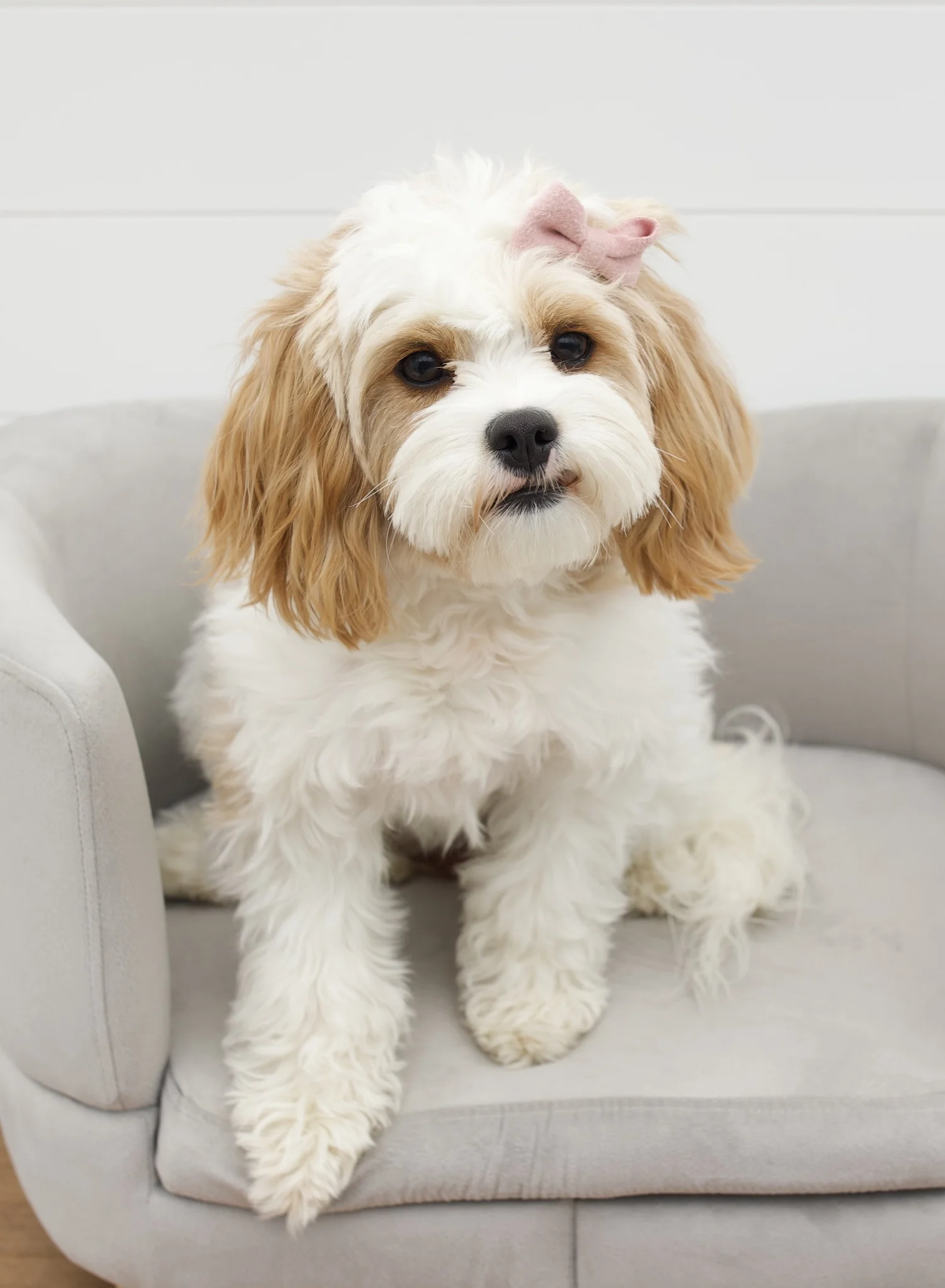 Prices + Sizes — The Paw Pad Doodles