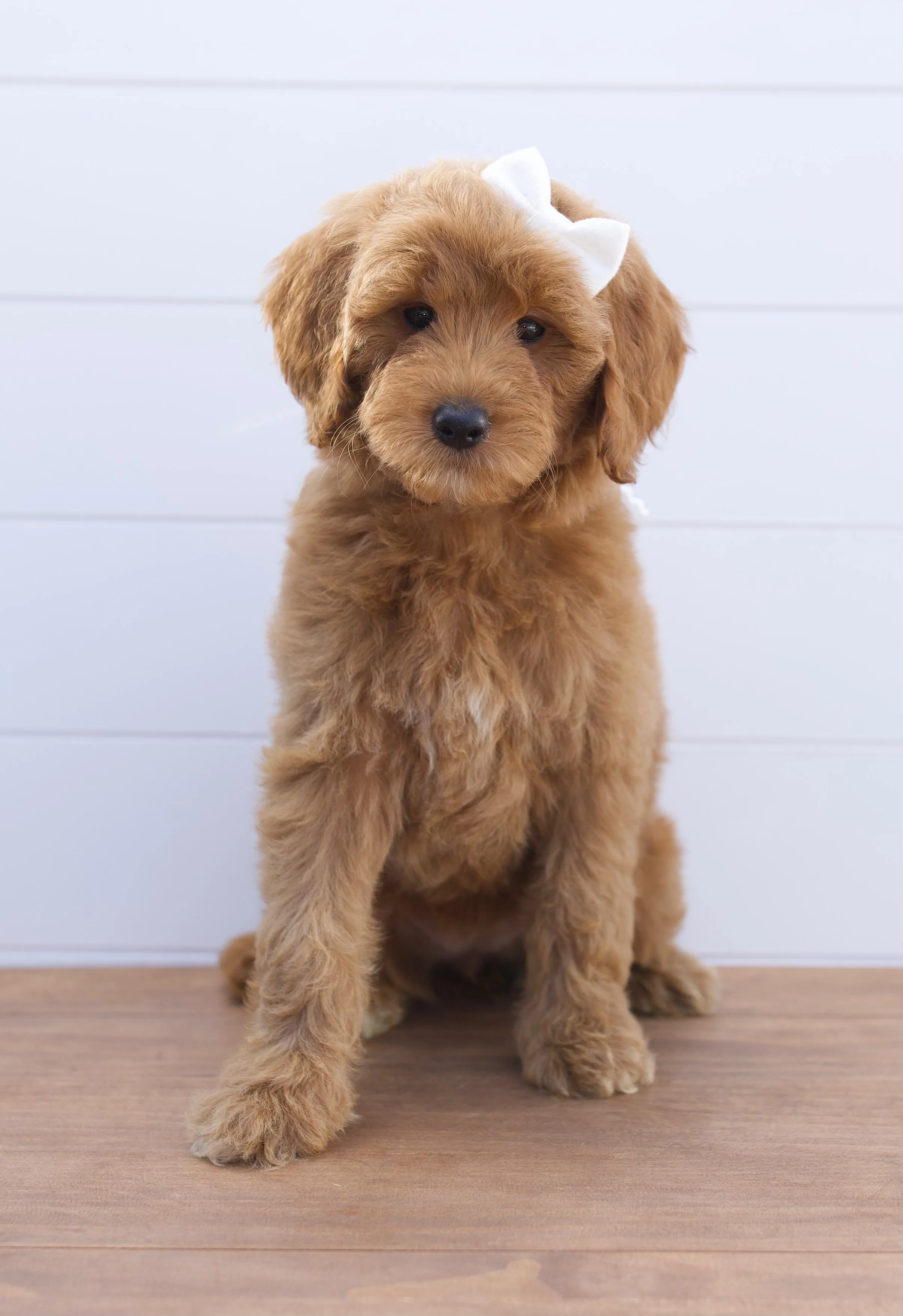 English Medium Goldendoodles — The Paw Pad Doodles