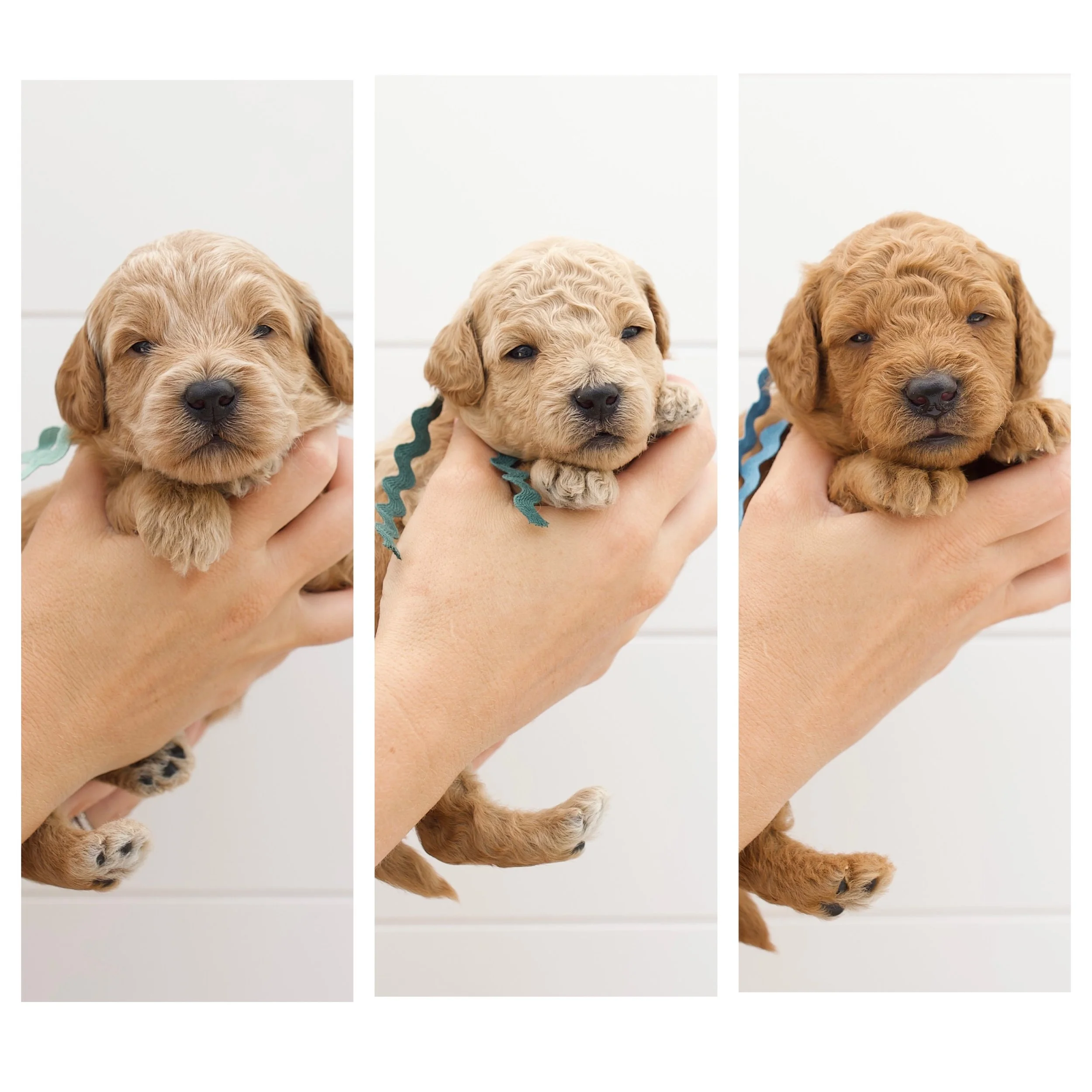 English Toy Goldendoodles — The Paw Pad Doodles