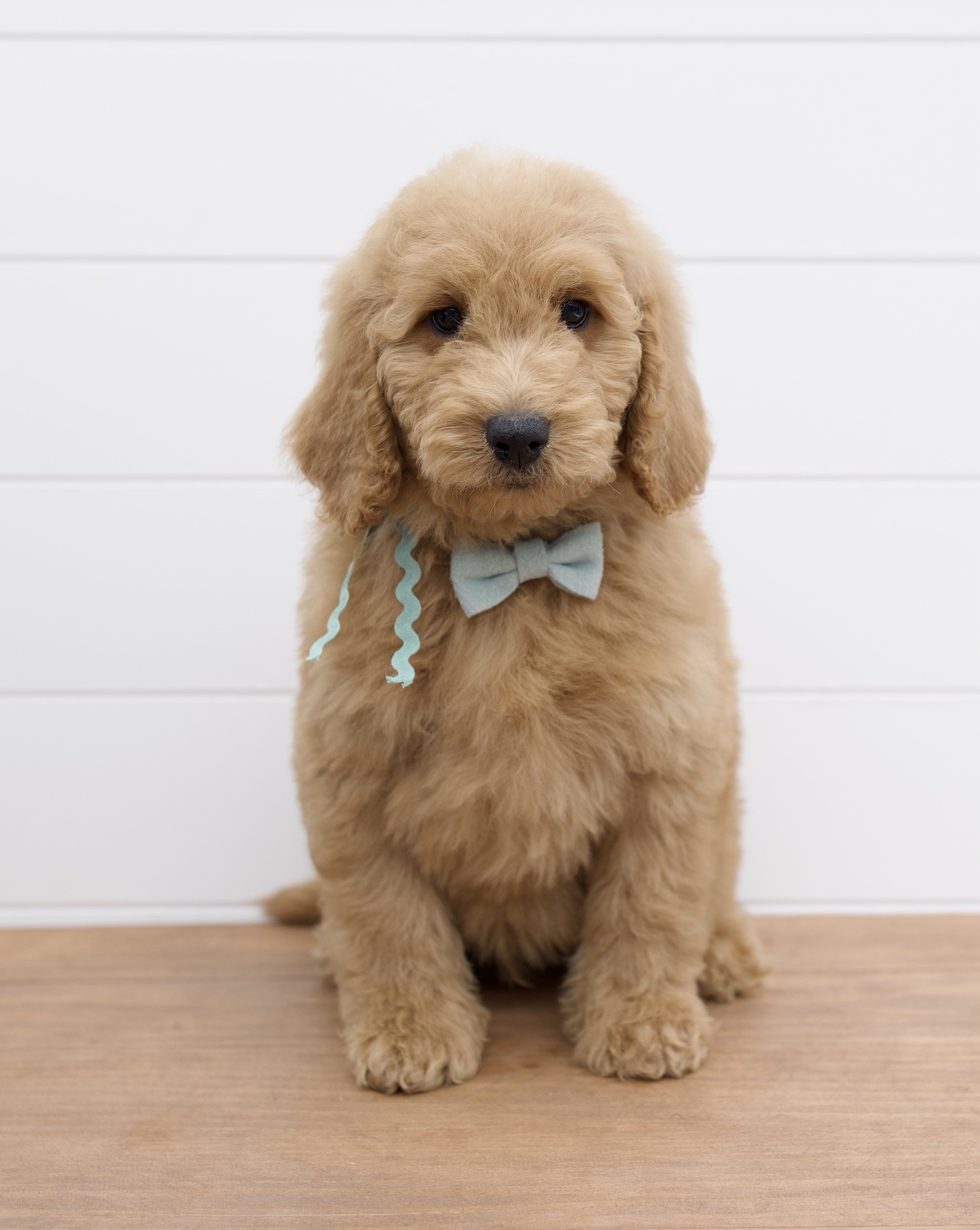 English Medium Goldendoodles — The Paw Pad Doodles