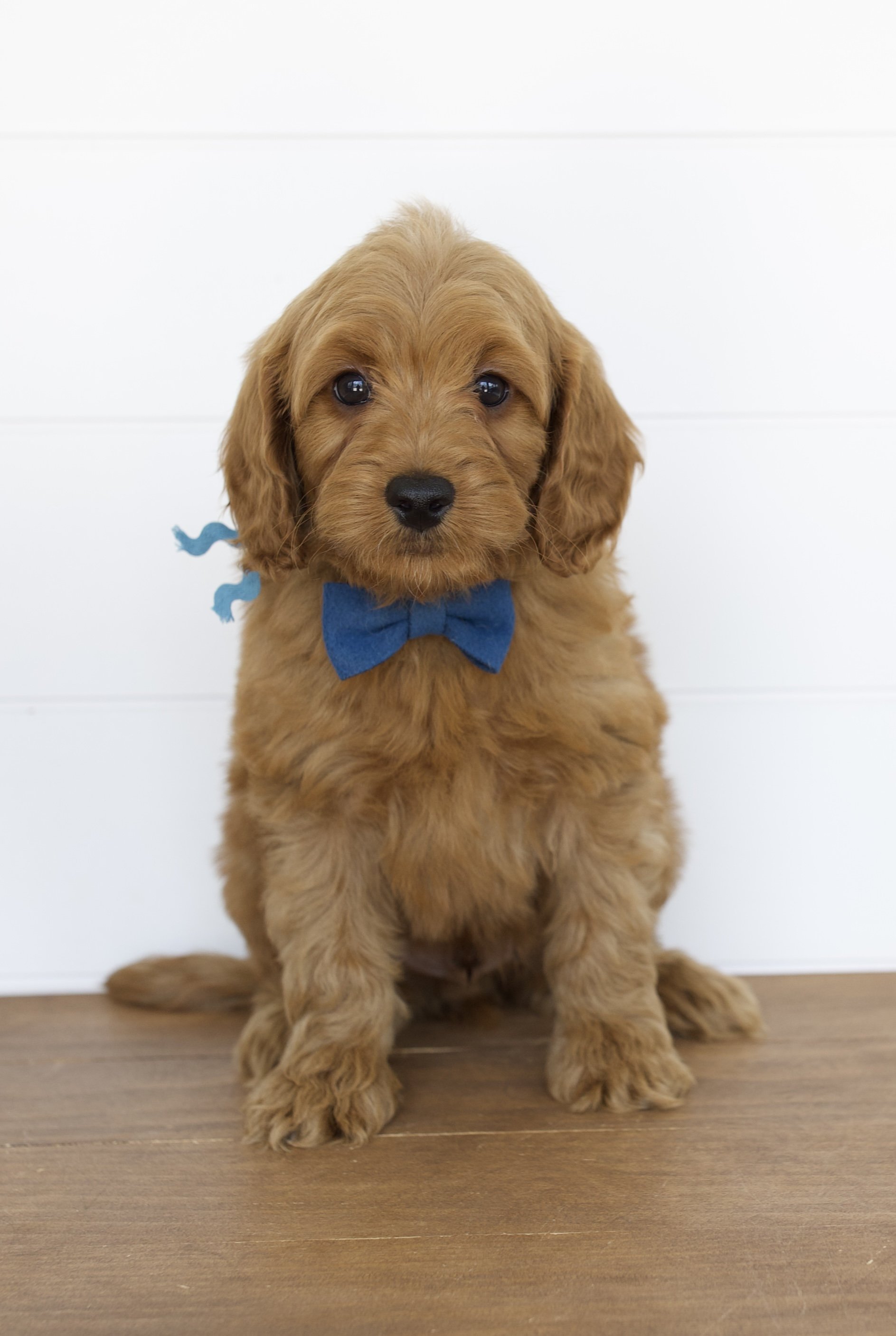 English Toy Goldendoodles — The Paw Pad Doodles