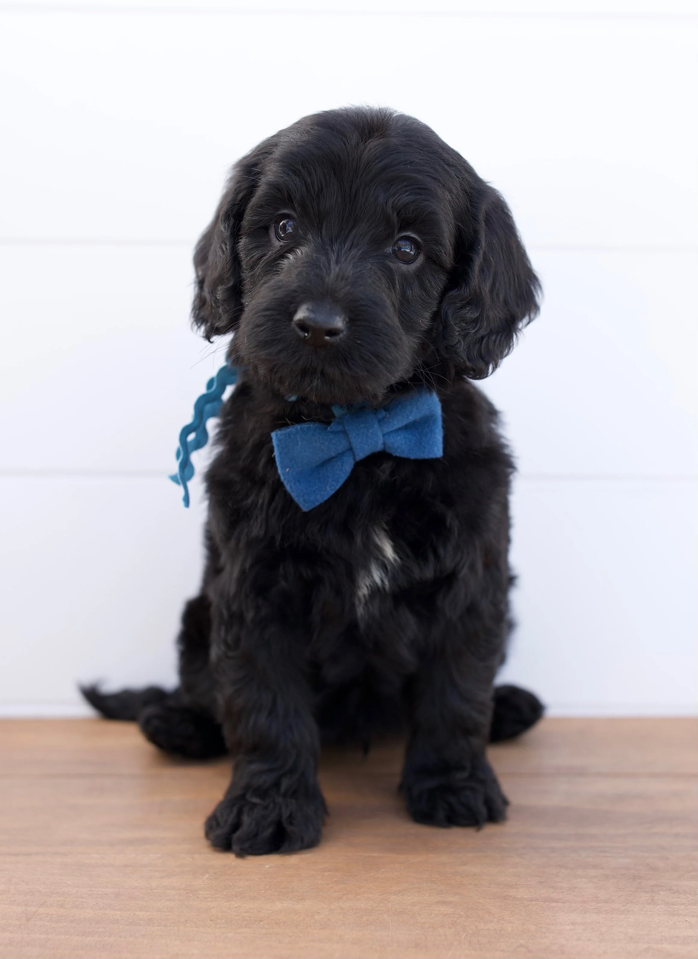 English Medium Goldendoodles — The Paw Pad Doodles