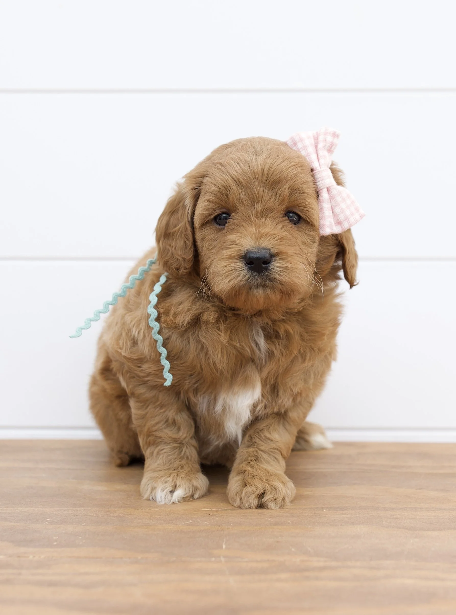 English Medium Goldendoodles — The Paw Pad Doodles