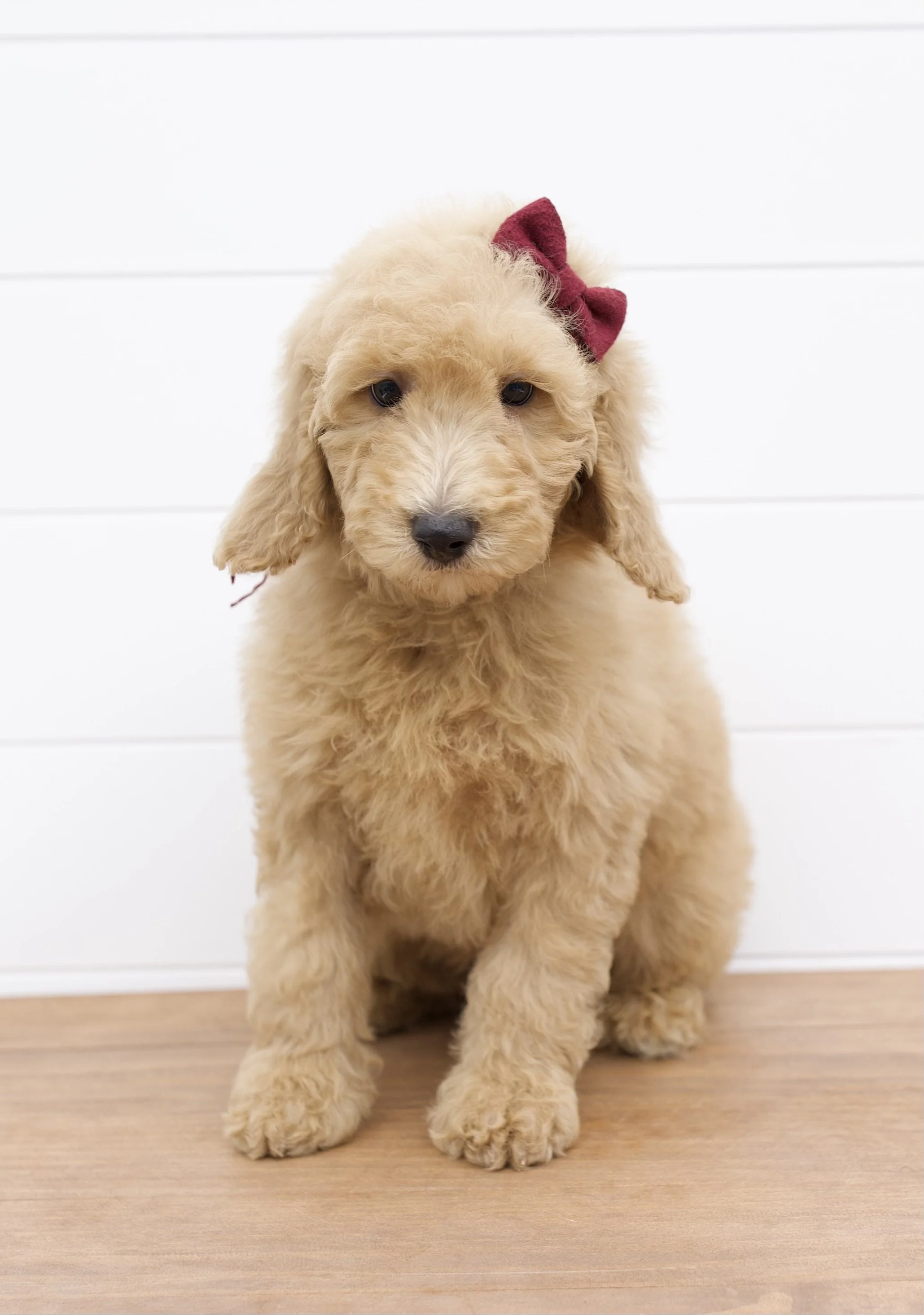English Medium Goldendoodles — The Paw Pad Doodles