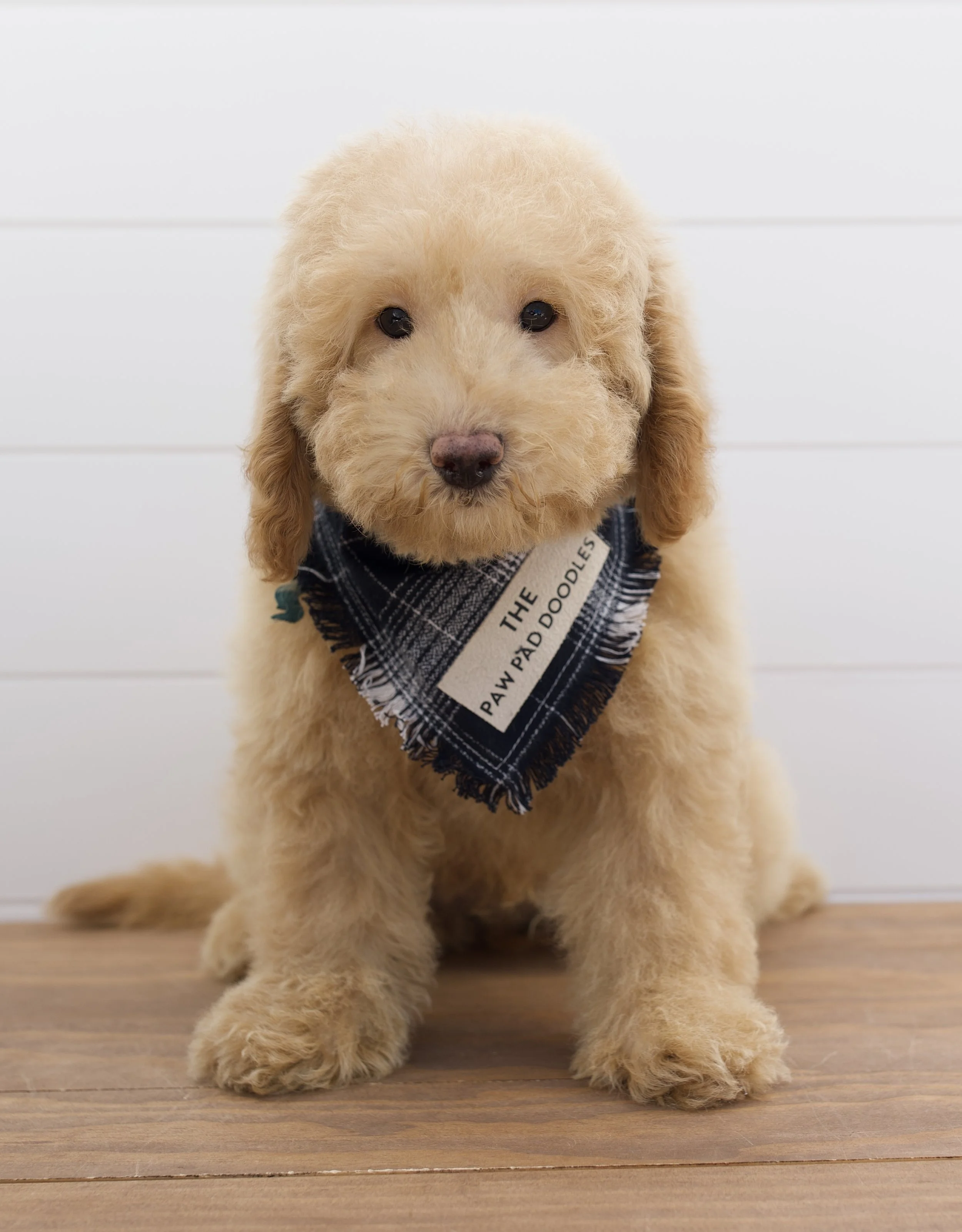 English Toy Goldendoodles — The Paw Pad Doodles