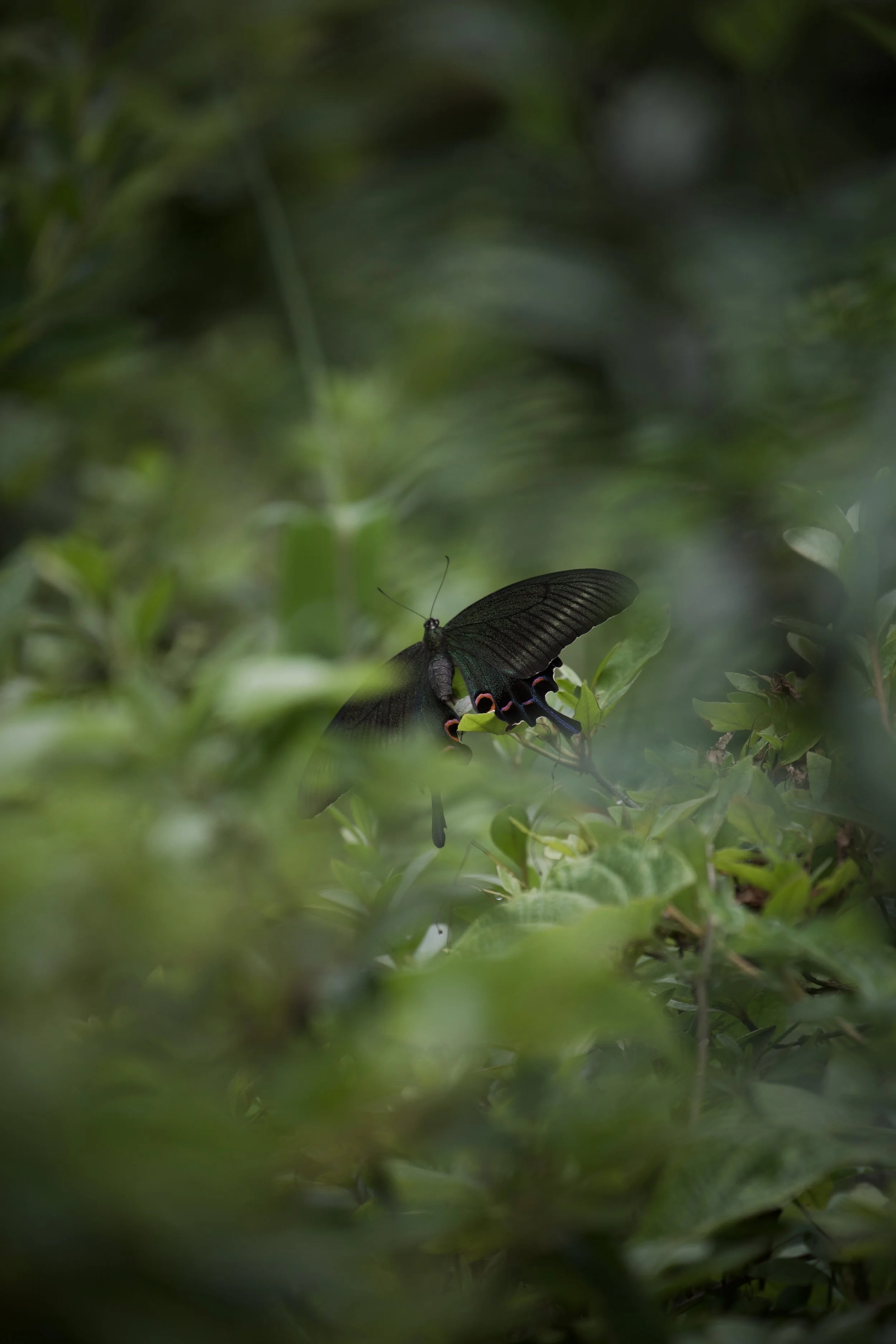 between two ferns.jpeg