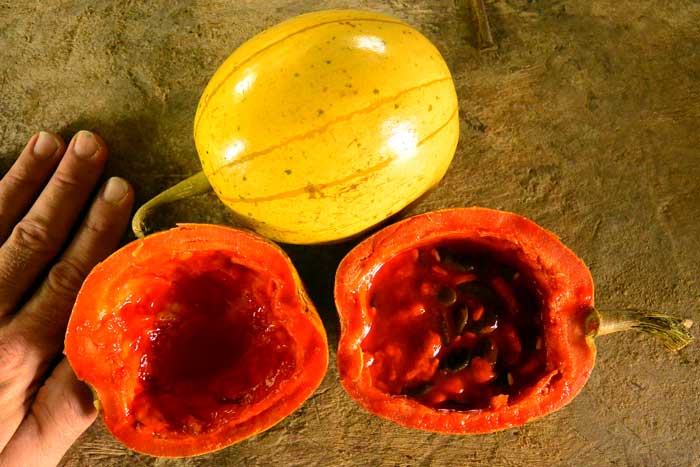 The spectacular yellow porcelain fruit of Cionosicyos macranthus , was tracked down by Patrick Simcox in the rain forest hills of Central Panama. The fruit looks and actually tastes like a papaya. Cultivation is limited, and the species becomes more obscure each year. Joe and Patrick hope to promote its cultivation in other tropical parts of the world.