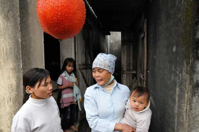 In the Red River region of Northern Vietnam, a family chats among themselves answering questions posed by Joe through his translator. In the upper foreground a brilliant red-orange fruit of the Gac fruit, Momordica cochichinensis hangs ready for harvest. The Gac fruit was a primary source of Vitamin A for millions of children in South East Asia. The transformation of cultures has resulted in it being less used meaning that children are now missing out on its great nutrients.