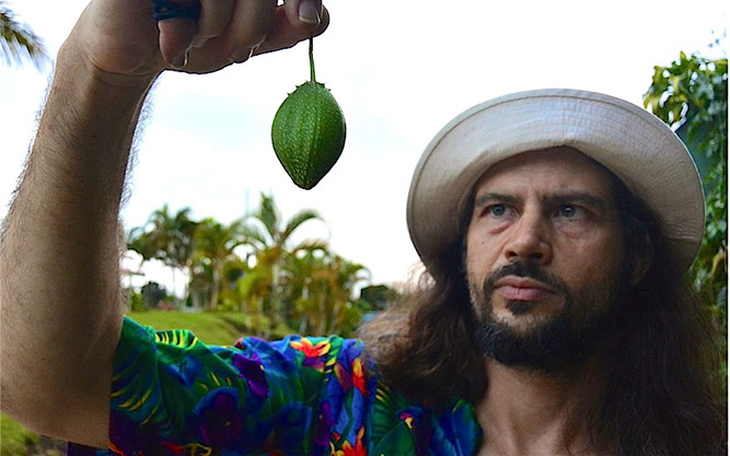 Patrick holds up an example of the Tacaco, Sechium tacaco . This fruit is endemic to Costa Rica, possibly spilling over into Panama. Closely related to the Chayote, Sechium edule , It is much much smaller in size. The mature still tender fruits are harvested in boiled for about 10-15 minutes and then eaten with salt. The flavor is spectacular, quite rich and “buttery and nutty”. This plant has been ignored more and more in recent times, but is nevertheless a magnificent vegetable that needs to be grown and promoted.