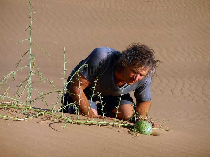 Joseph peers at a lone fruit of the Nara Melon, Acanthosicyos horridus , in the sand dunes of coastal Namibia. The Nara melon is a wild tended plant that has been harvested by the Hero people for perhaps thousands of years. The fruits supply a delicious pulp as well as oil and nutrient rich seeds.