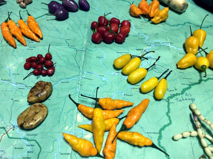 A selection of various landraces of Capsicum sp., fruits collected in the environs of Iquitos, Peru. Many of these peppers are maintained by small landowners who continually save their seeds and replant them. the genetic diversity is quite amazing, with a varied assortment of colors shapes and heat. The majority of these peppers have generic names, but expects they are unique.