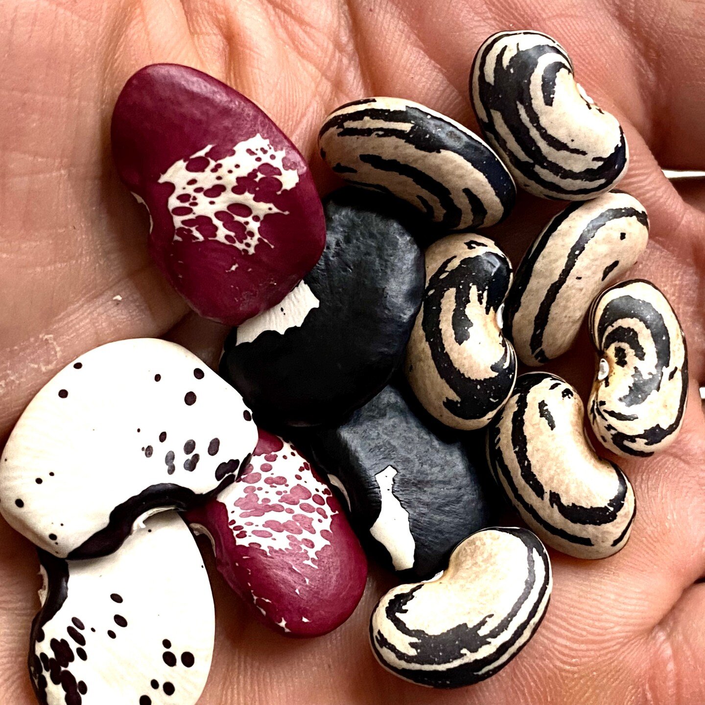 Now a few people know about the super sized tropical Lima beans, but look carefully at this photo, the beans on the right are not Limas, they are Phaseolus vulgaris, common beans.. this variety is anything but common! The spectacular and huge pole be