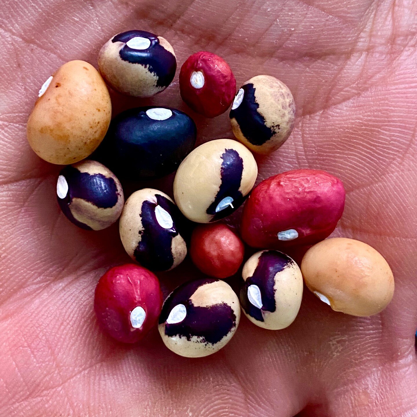 Some of my newest acquisitions from northern Namibia. Vigna subterranea, The Bambara groundnut. These spectacular beans are adaptable to the Southern US and parts of Southern Europe. They take about 5 months to mature. very high protein and nutrient 