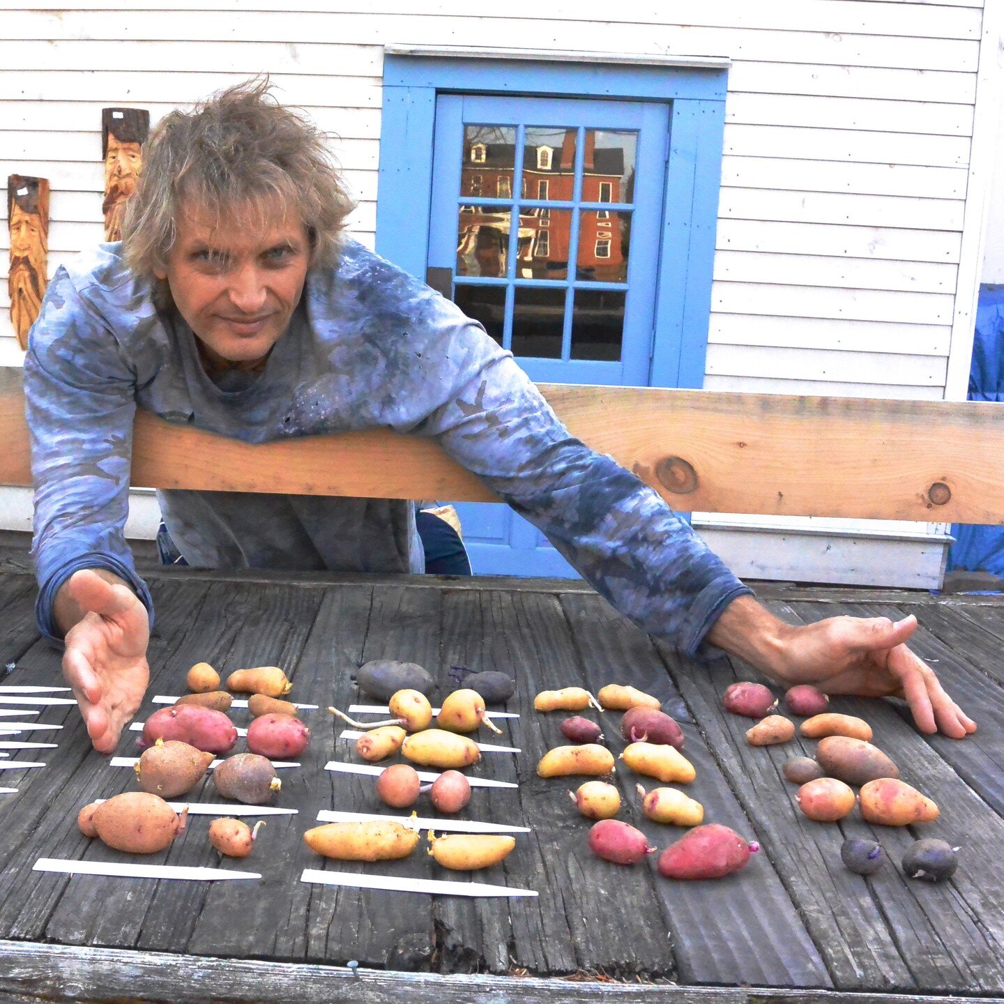 The number of potato clones available to cultivate is only limited by the perceptive recognition of the differences! Growing out true seed (as opposed to planting (seed) baby tubers/or segments of tubers (already clonal)) allows one to the chance to 