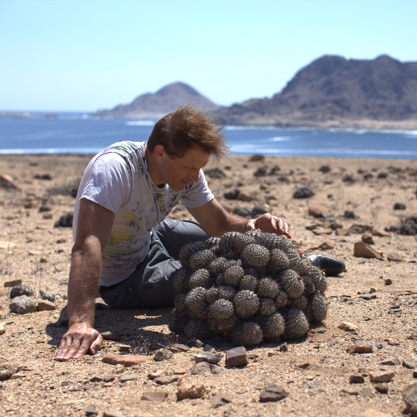 Copiapoas what splendors of the Atacama.