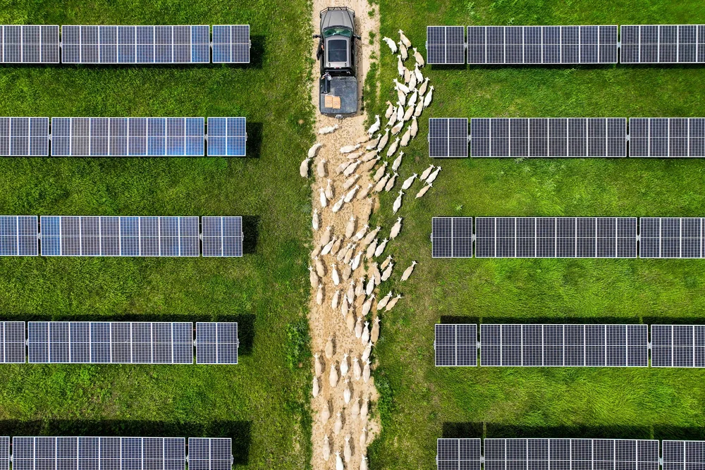  JR Howard’s sheep follow his truck as he drives through a solar array owned by Adapture Renewables near Gainesville, Texas, on Tuesday, April 30, 2024. Howard’s company, Texas Solar Sheep, specializes in ‘solar grazing’ which uses pasture around sol