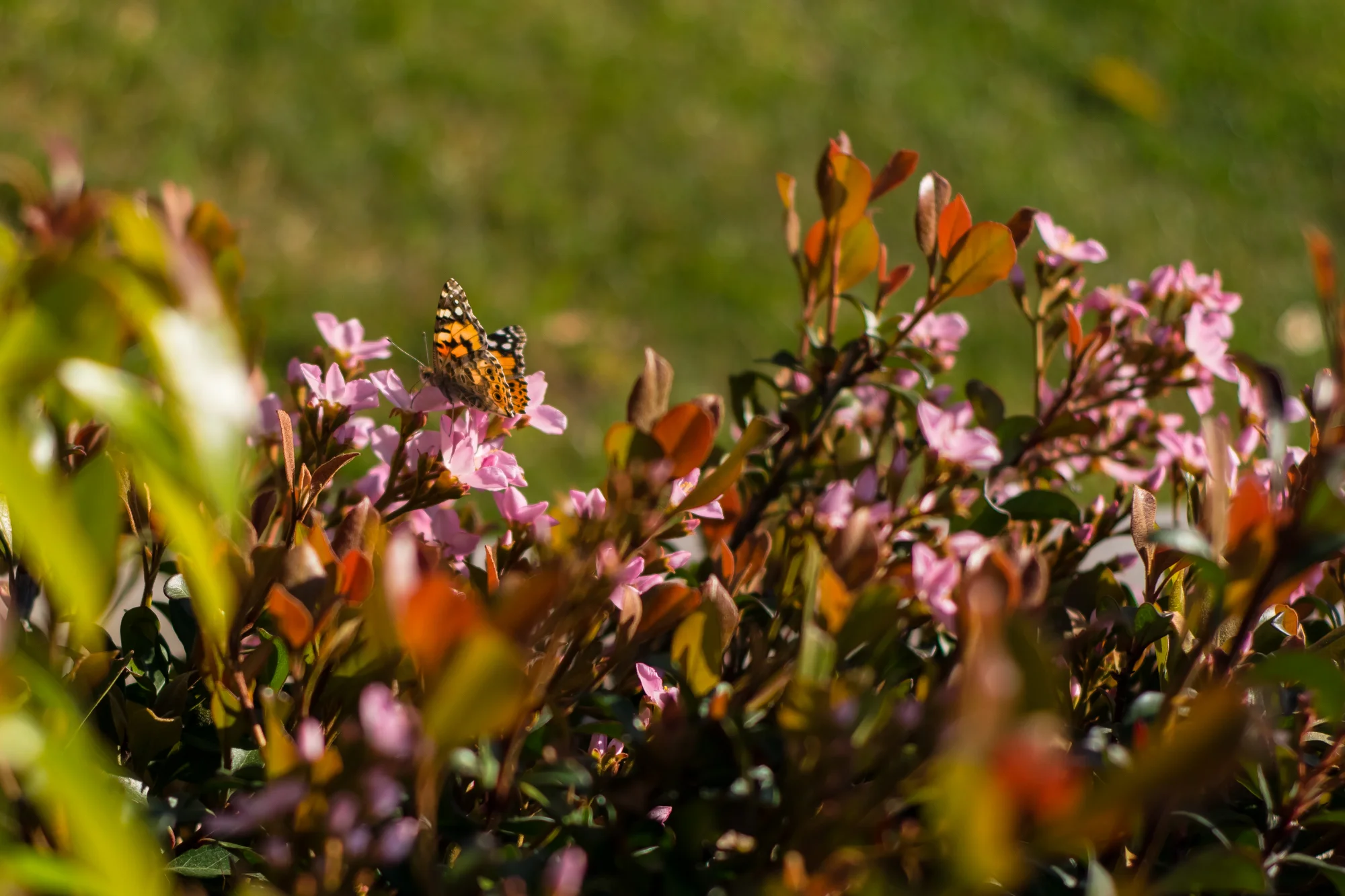 DSC_0566-2.jpg