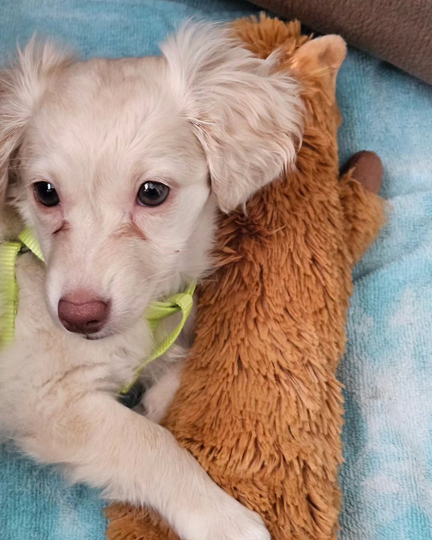 Life update: we have a beautiful little chiweenie puppy girl in our world now! Meet Willow. 🥰💙 She loves ice, her fox toy, and has recently discovered her tail.  She almost 12 weeks old and is a little dachshund chihuahua mix.