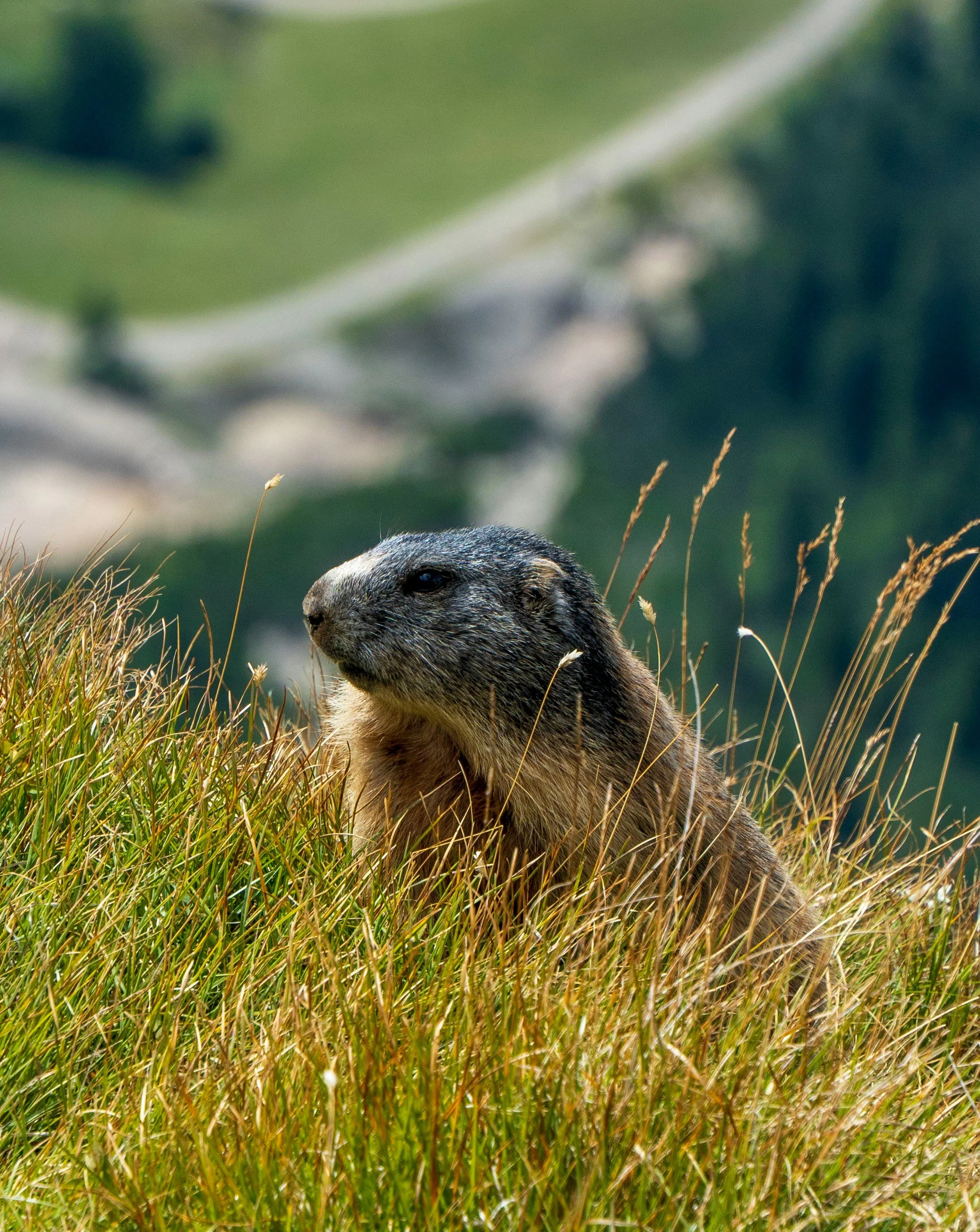 Groundhog Day Distractions