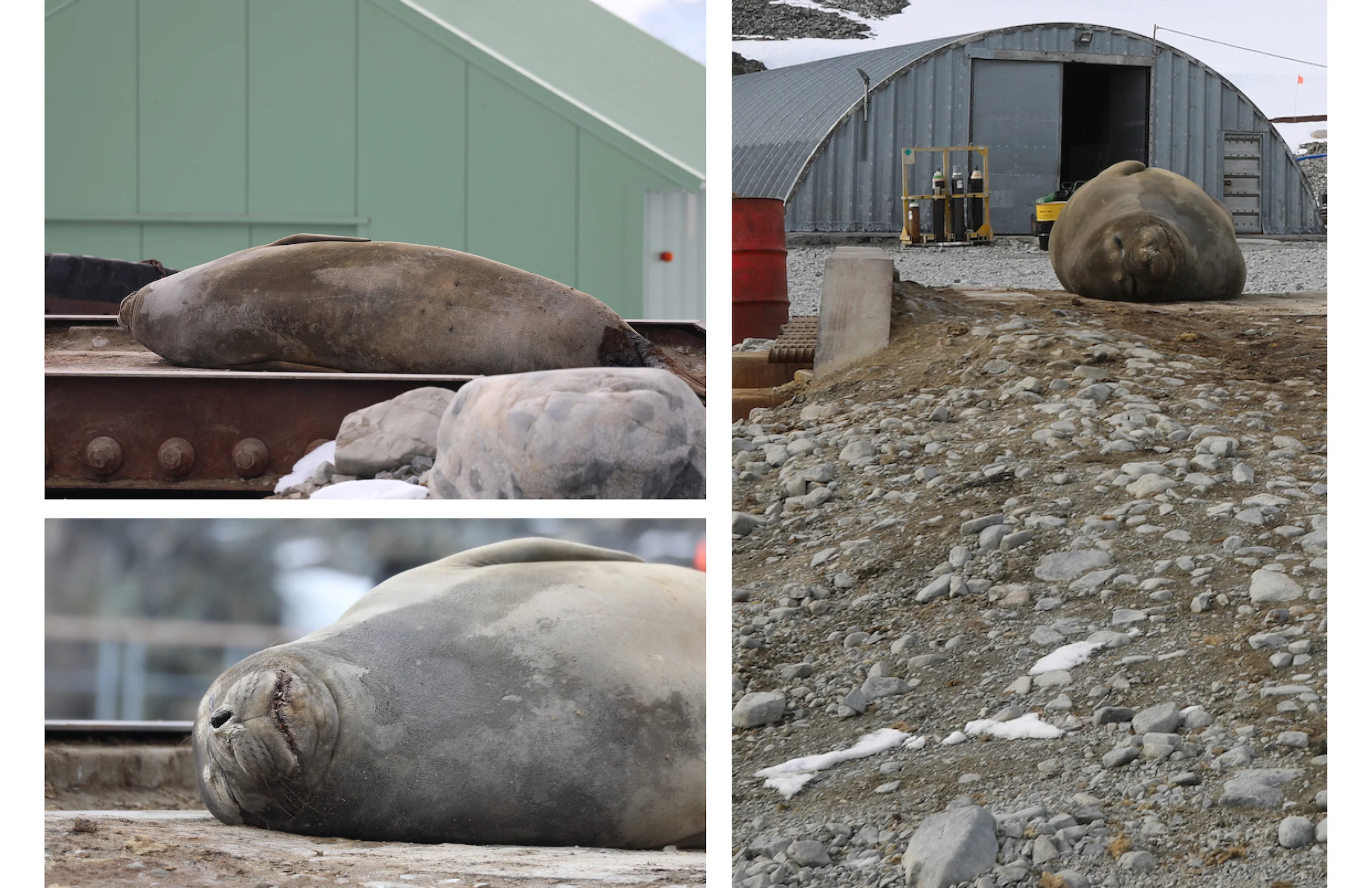 Seal collage.jpg
