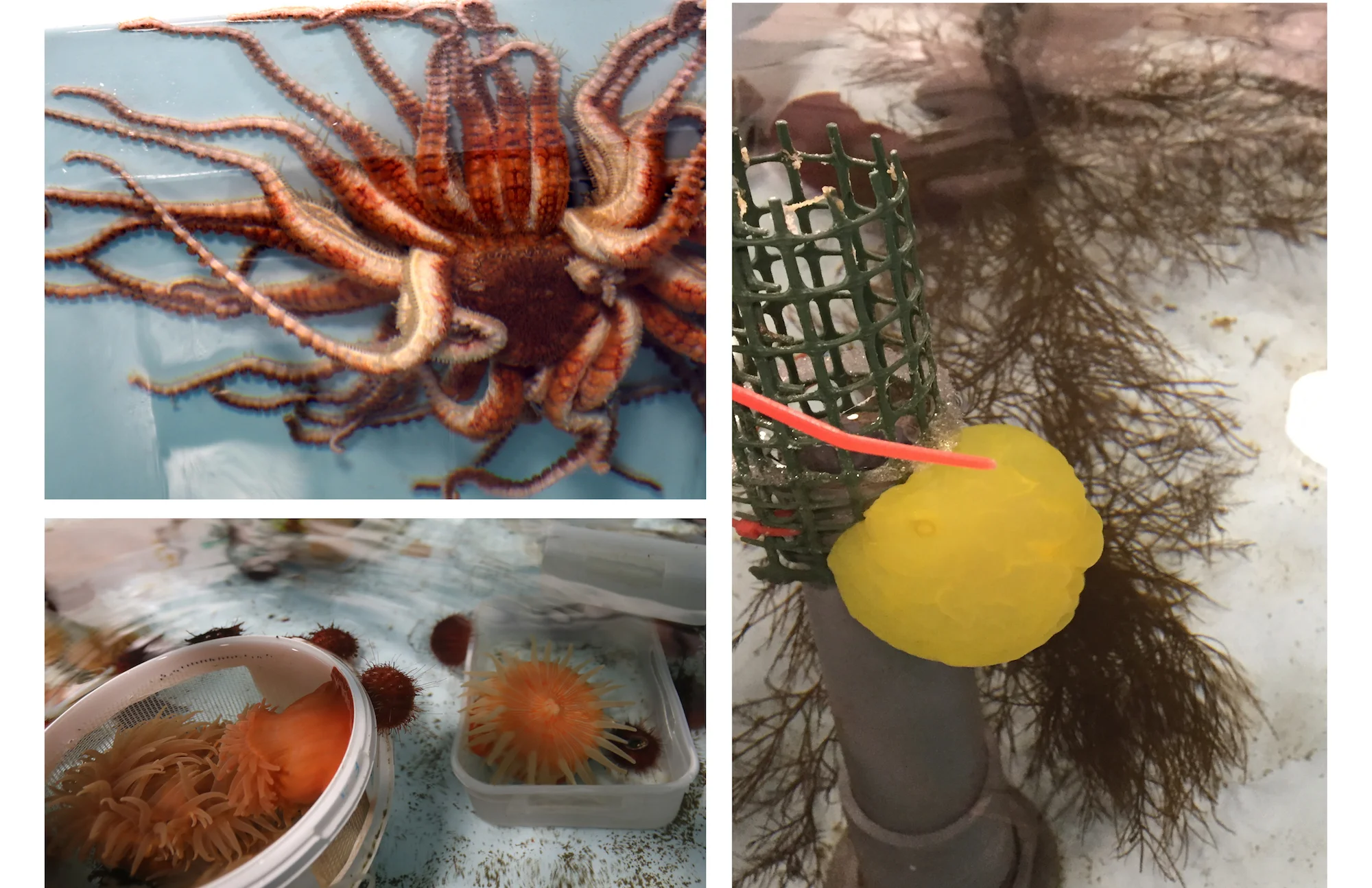 Bonneraquarium.jpg