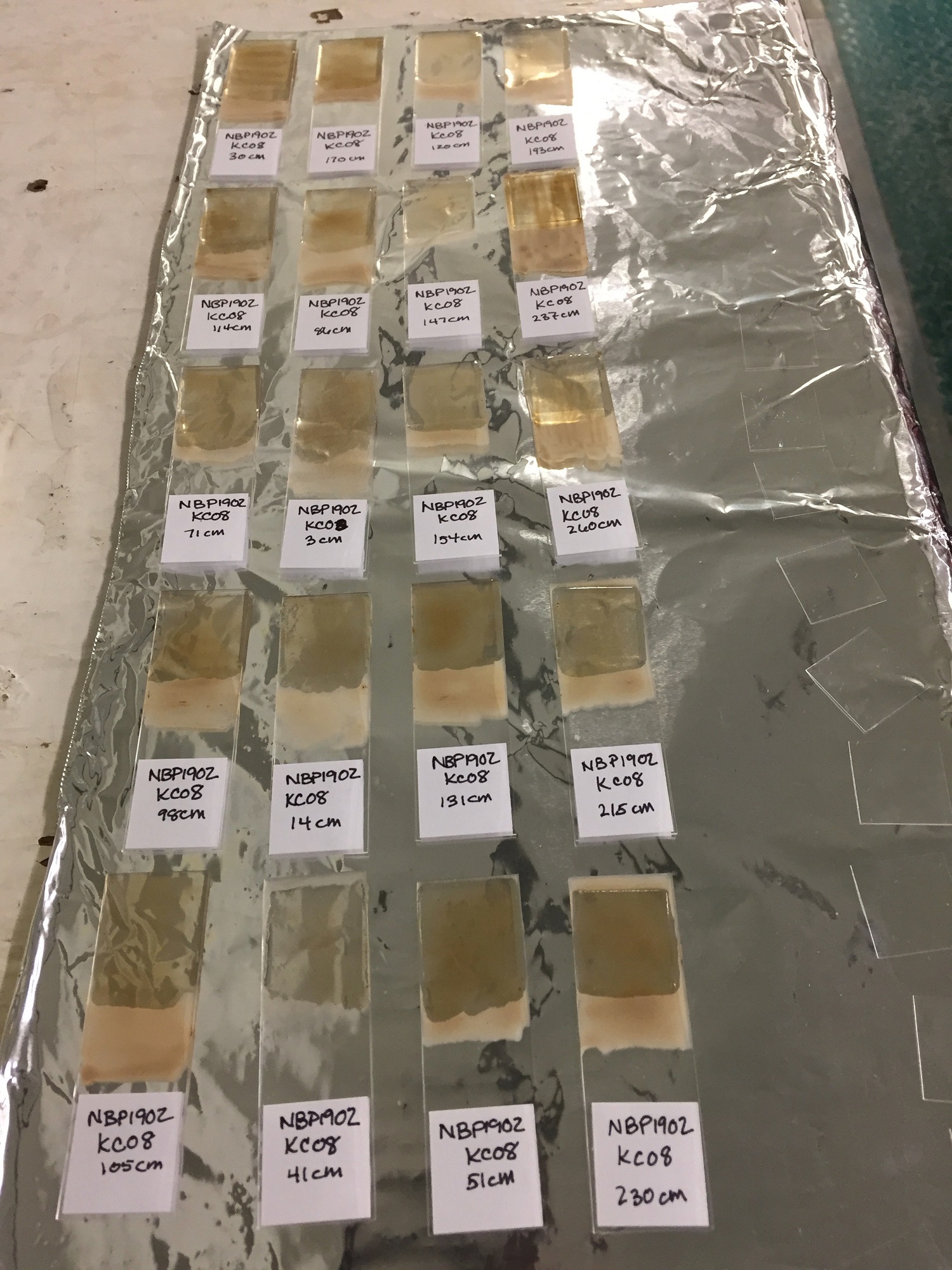Smear slides are made to look at diatoms (microalgae that live near the surface of the ocean).