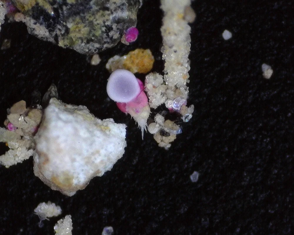 Rose Bengal samples turn living tissue pink, such as in this foraminifera Bulumina aculeata. Bulumina aculeata suggests that circumpolar deep water (CDW) was present at the location where this core was taken close to the ice shelf.