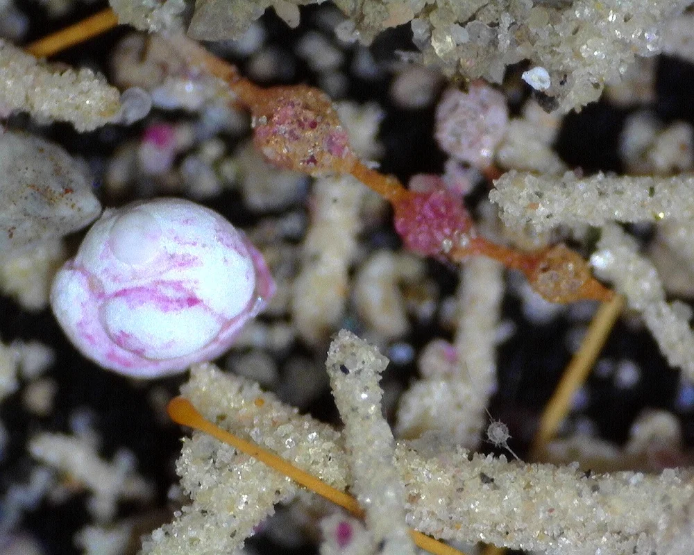 Other foraminifera and sponges (the spindle shaped sponge spicule) provide information about the conditions at the seafloor.