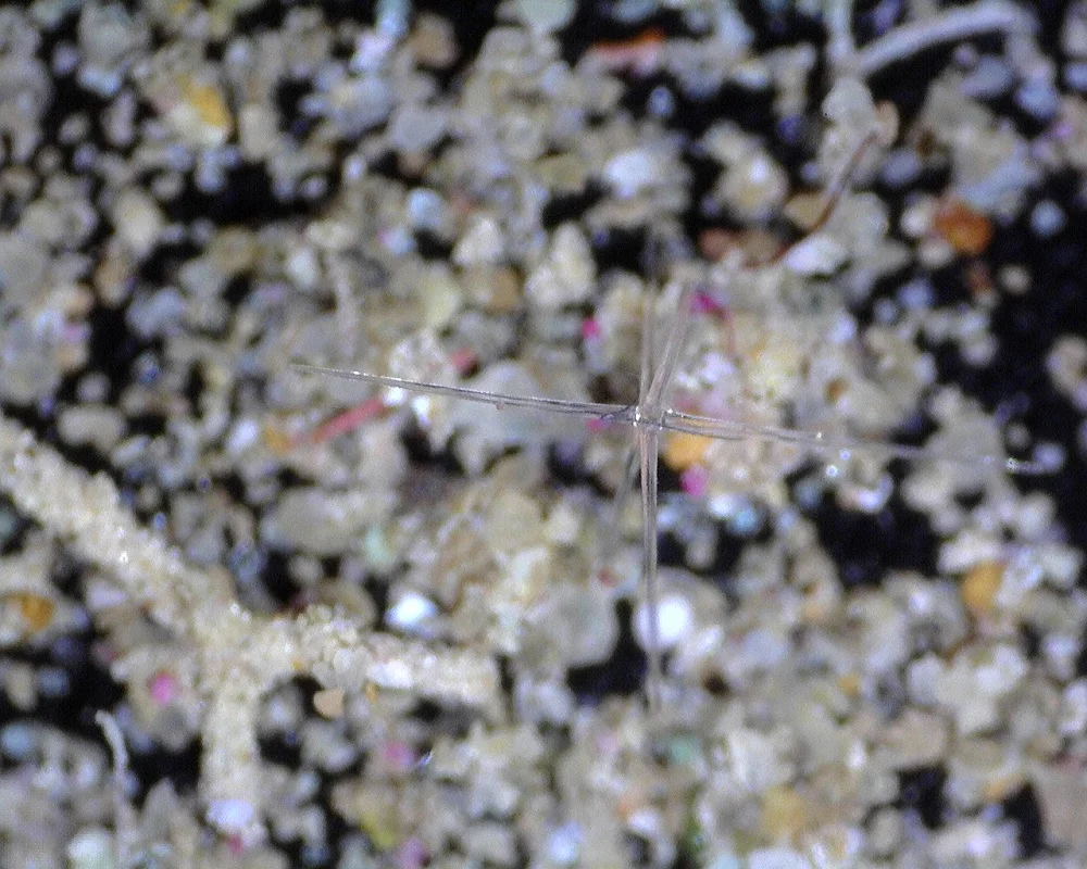 15 TC sponge spicule.jpg