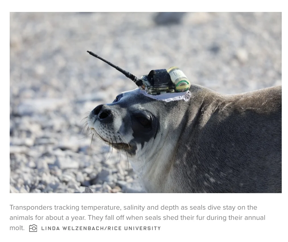 seal pic wired.jpeg
