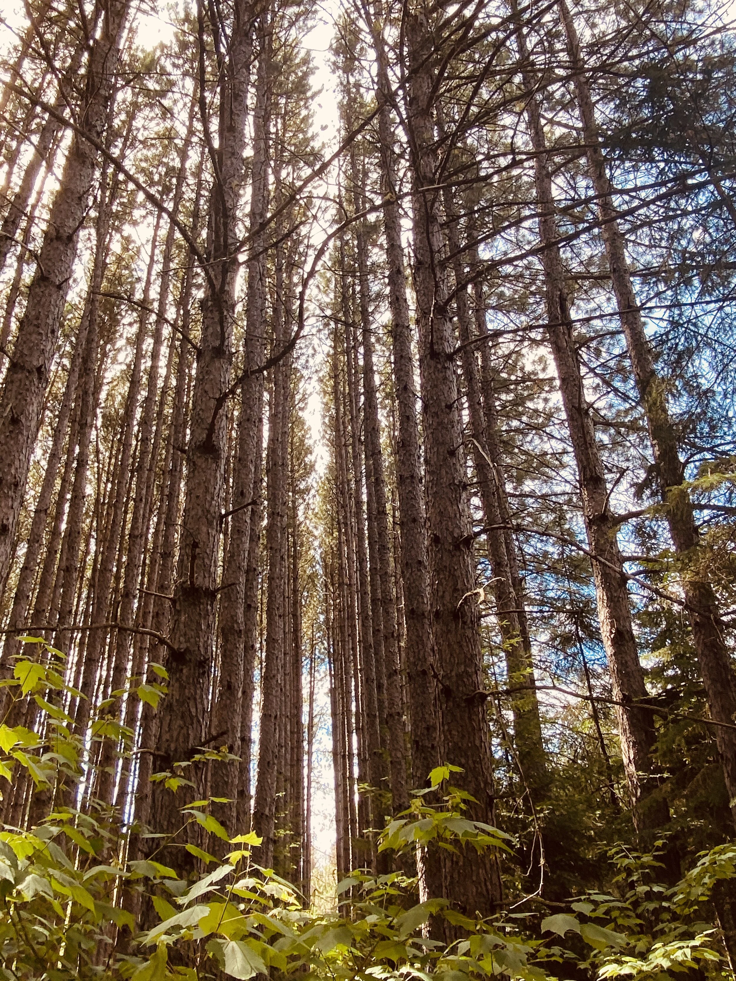 PENNOCK CREEK TRAIL &nbsp;(A.K.A - 25TH SIDE ROAD TREE FARM)