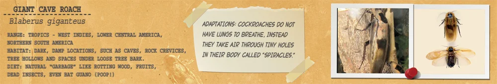 cave-roaches.jpg