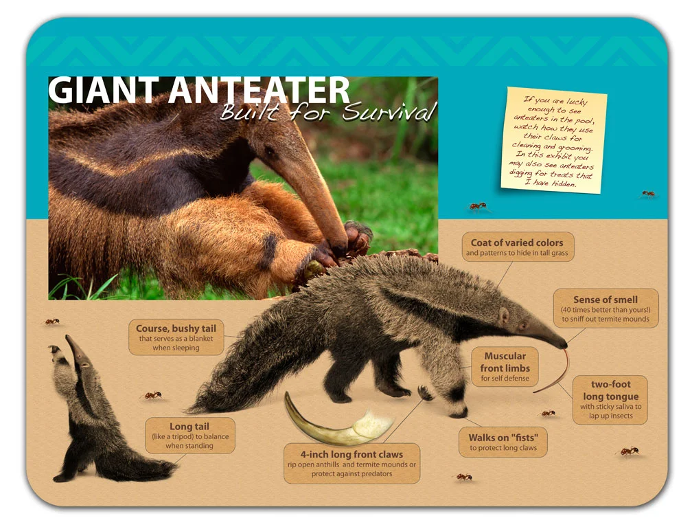 anteater.jpg
