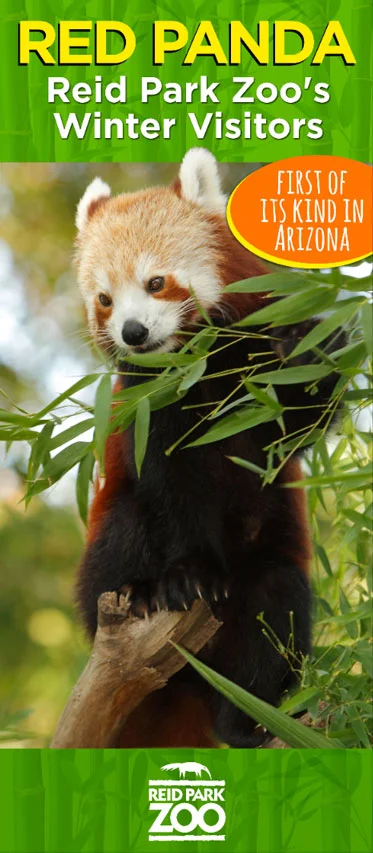 red-panda-banner.jpg