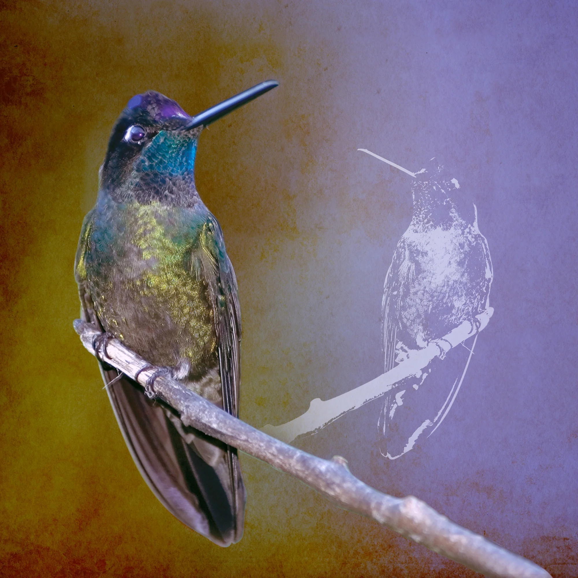 hummer2.jpg