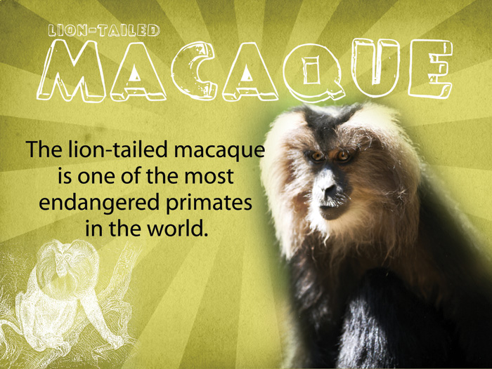 macaque1.jpg